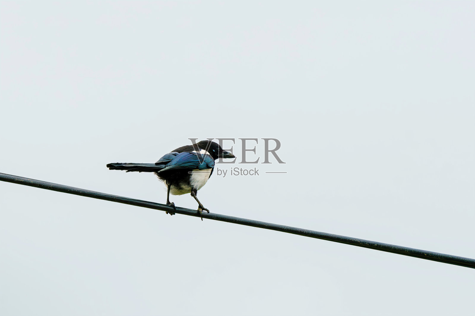 喜鹊照片摄影图片