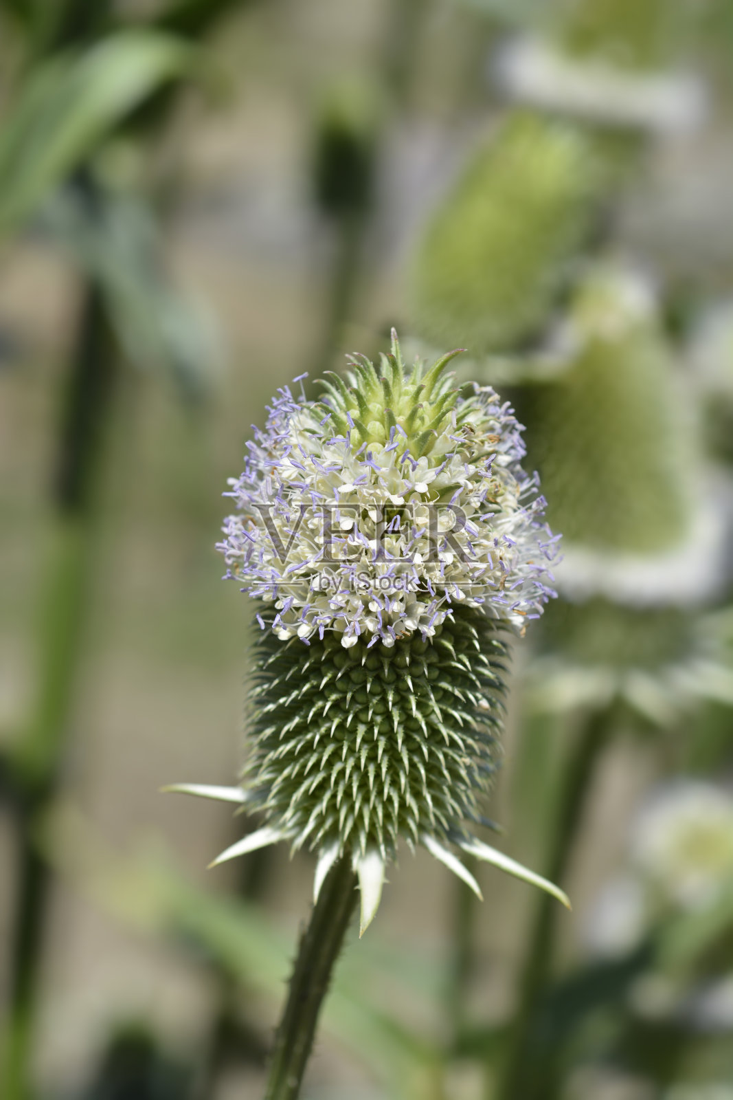 印度川续断花照片摄影图片