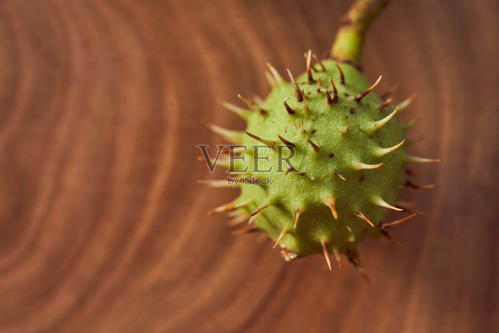 绿色的野栗子果实放在木片上。特写镜头。与复制空间照片摄影图片