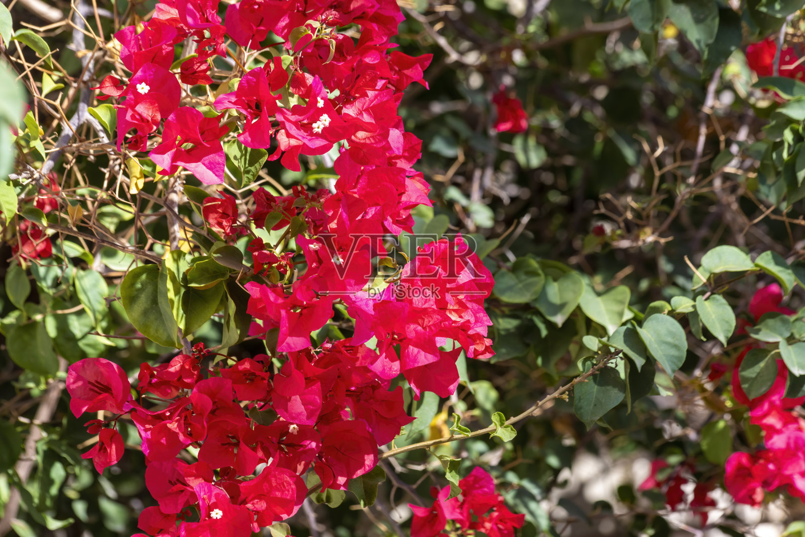 叶子花属海棠照片摄影图片
