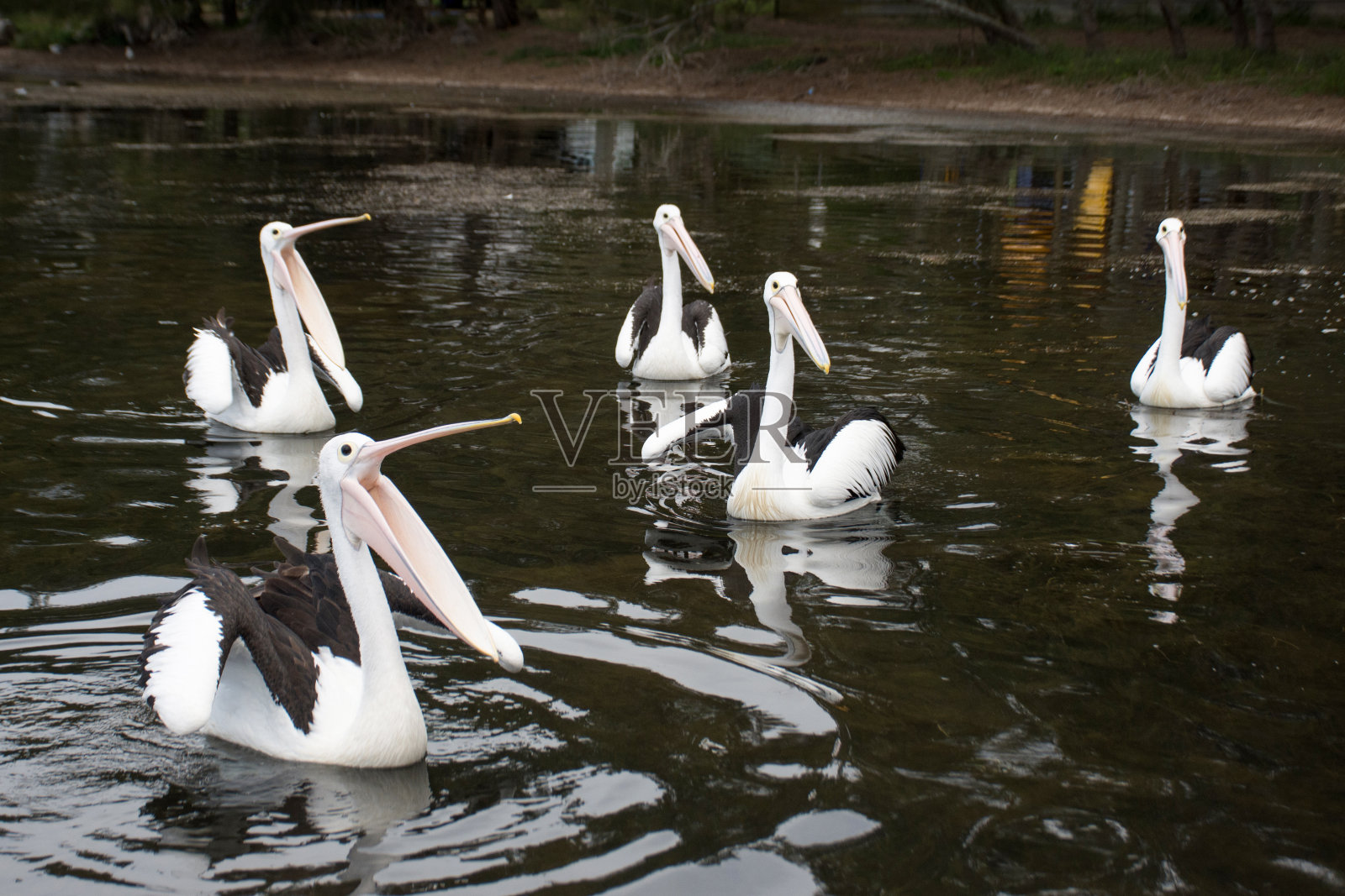 澳大利亚鹈鹕，大嘴鹈鹕在水面上张开嘴巴等待鱼的到来。澳大利亚新南威尔士州瓦勒加湖。照片摄影图片