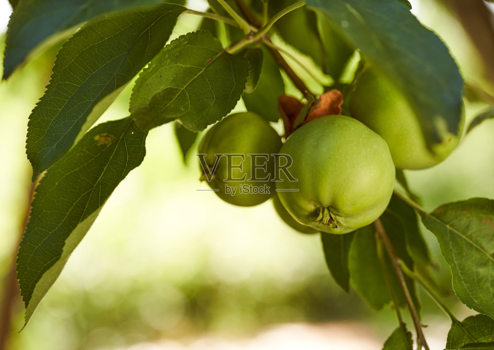 夏天的花园里长着青苹果。绿色背景照片摄影图片