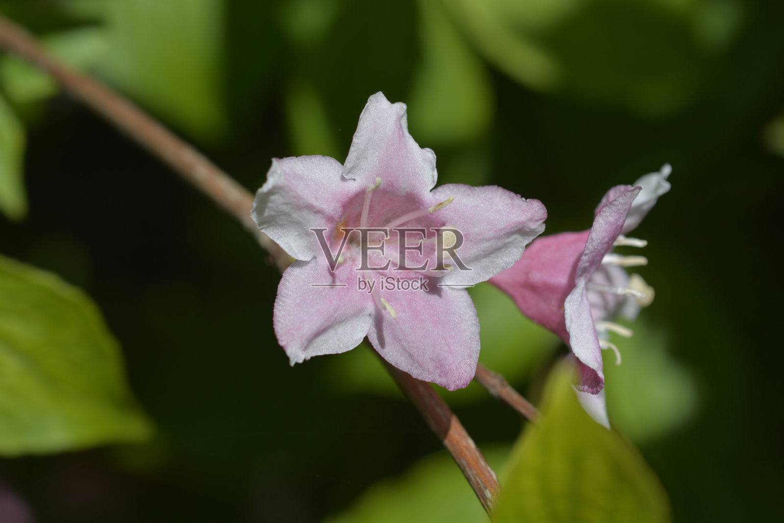 老式weigela照片摄影图片