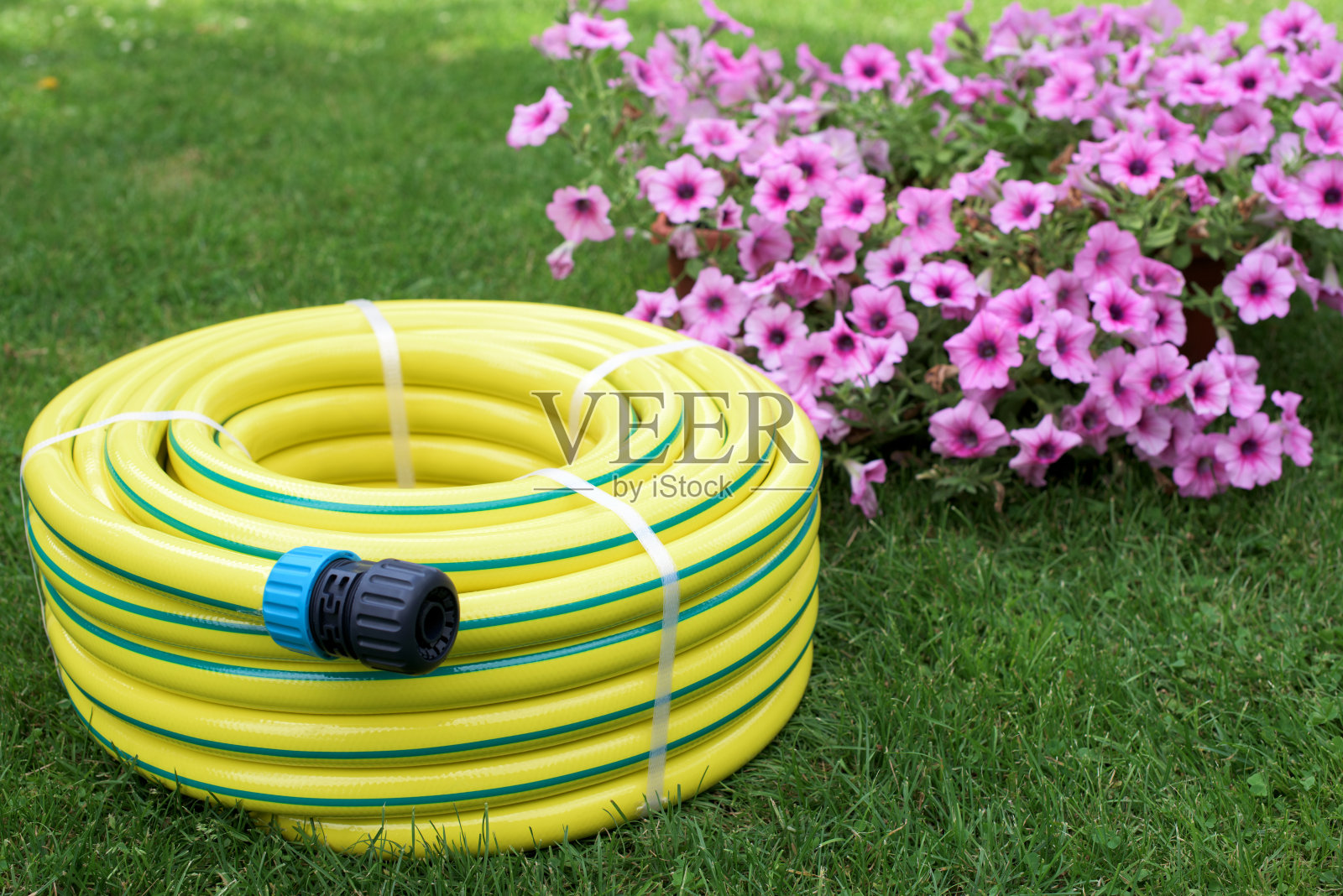 塑料黄卷带接头的软管在草和花上照片摄影图片