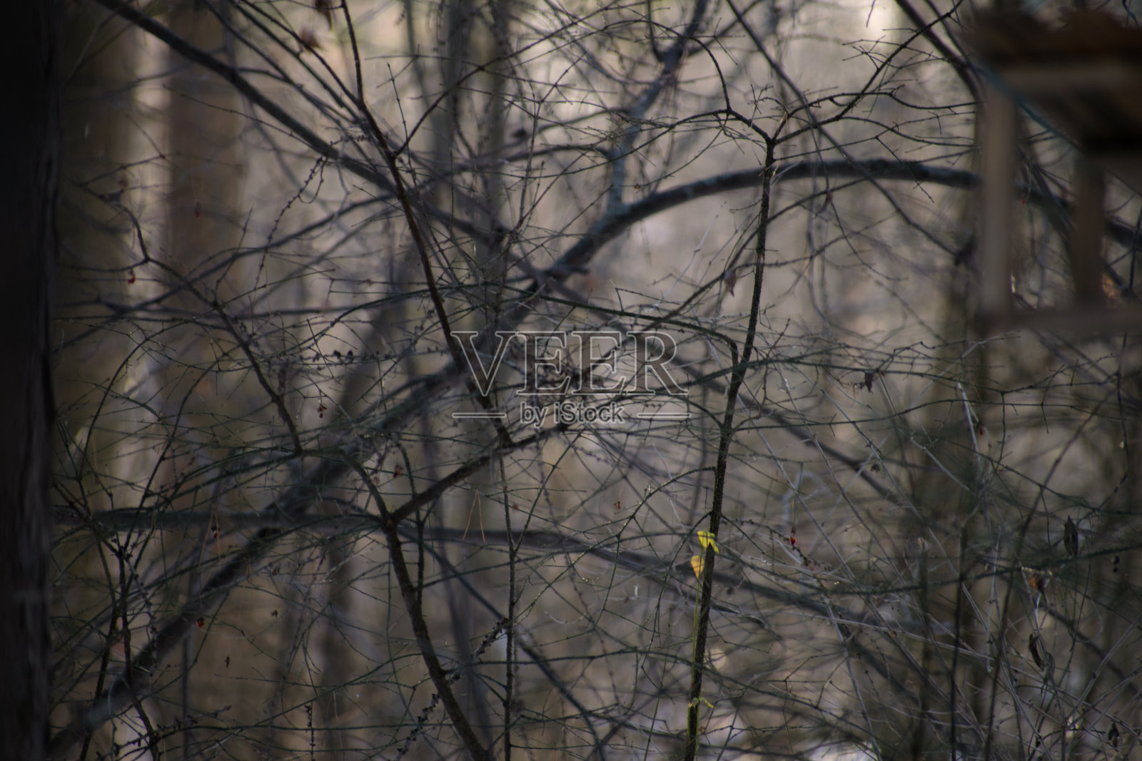 魔法树浸在雾中。无叶树的树枝照片摄影图片