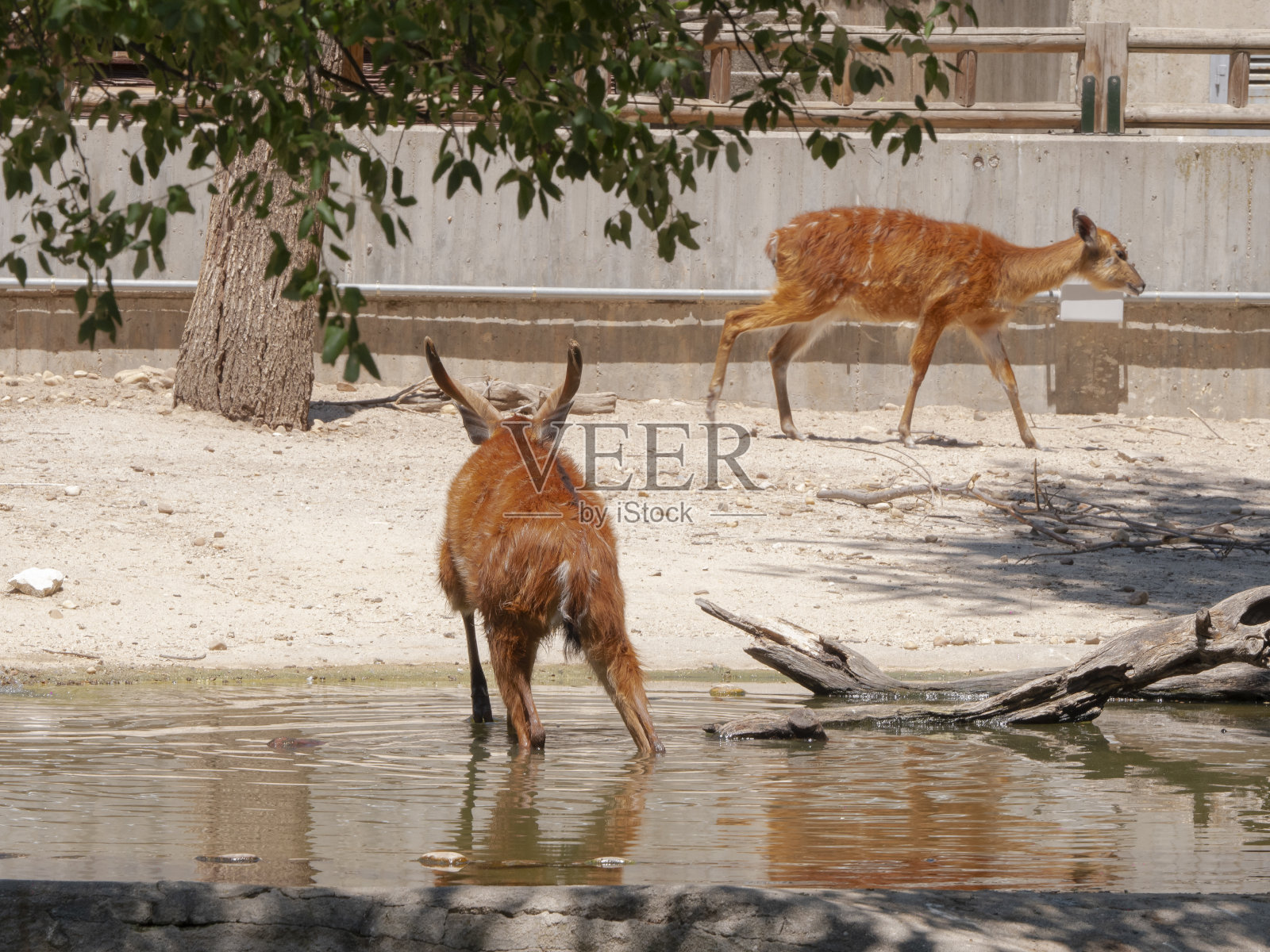 瞪羚喝水的不同镜头照片摄影图片
