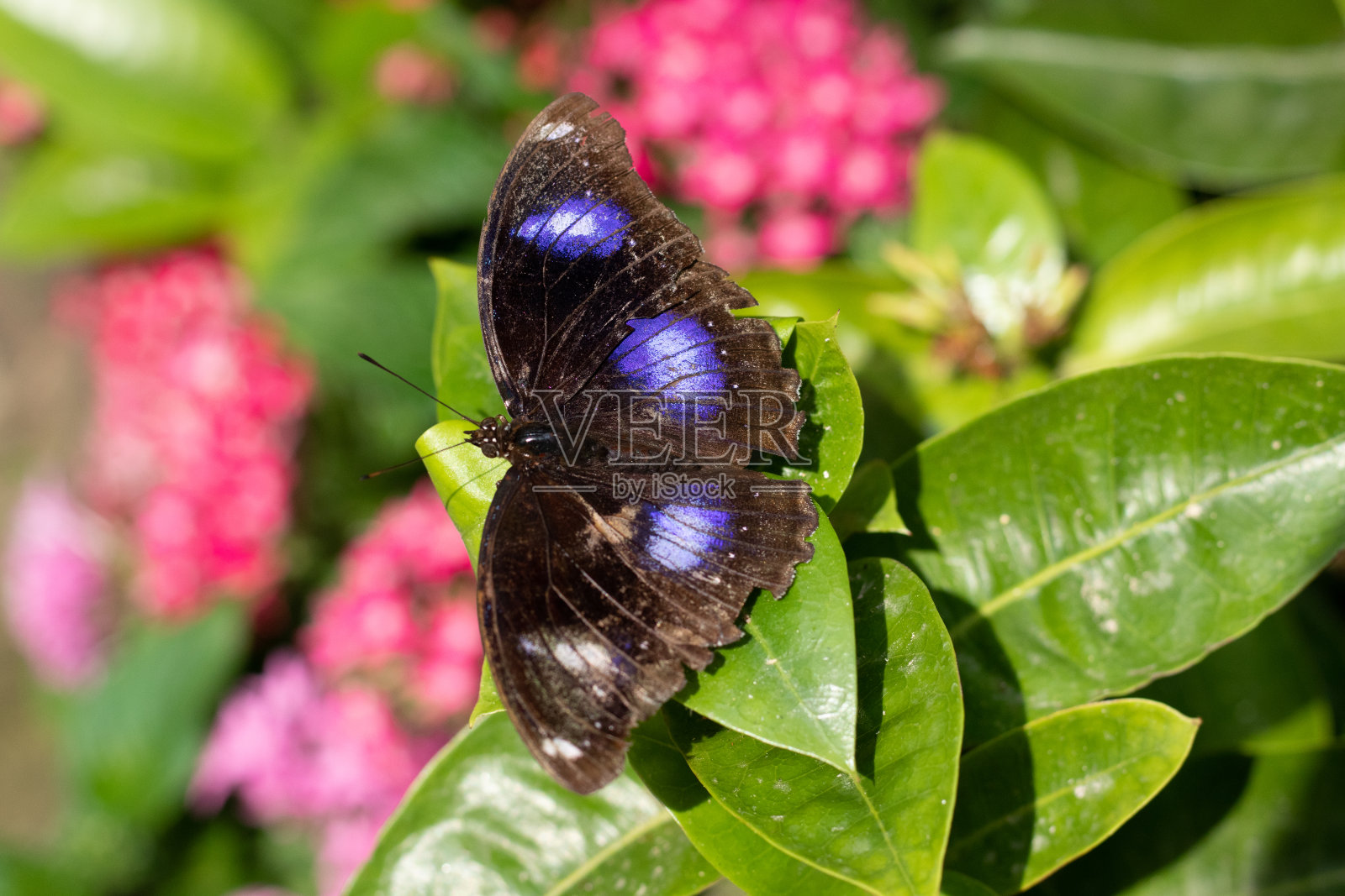有蓝色眼点的蝴蝶照片摄影图片