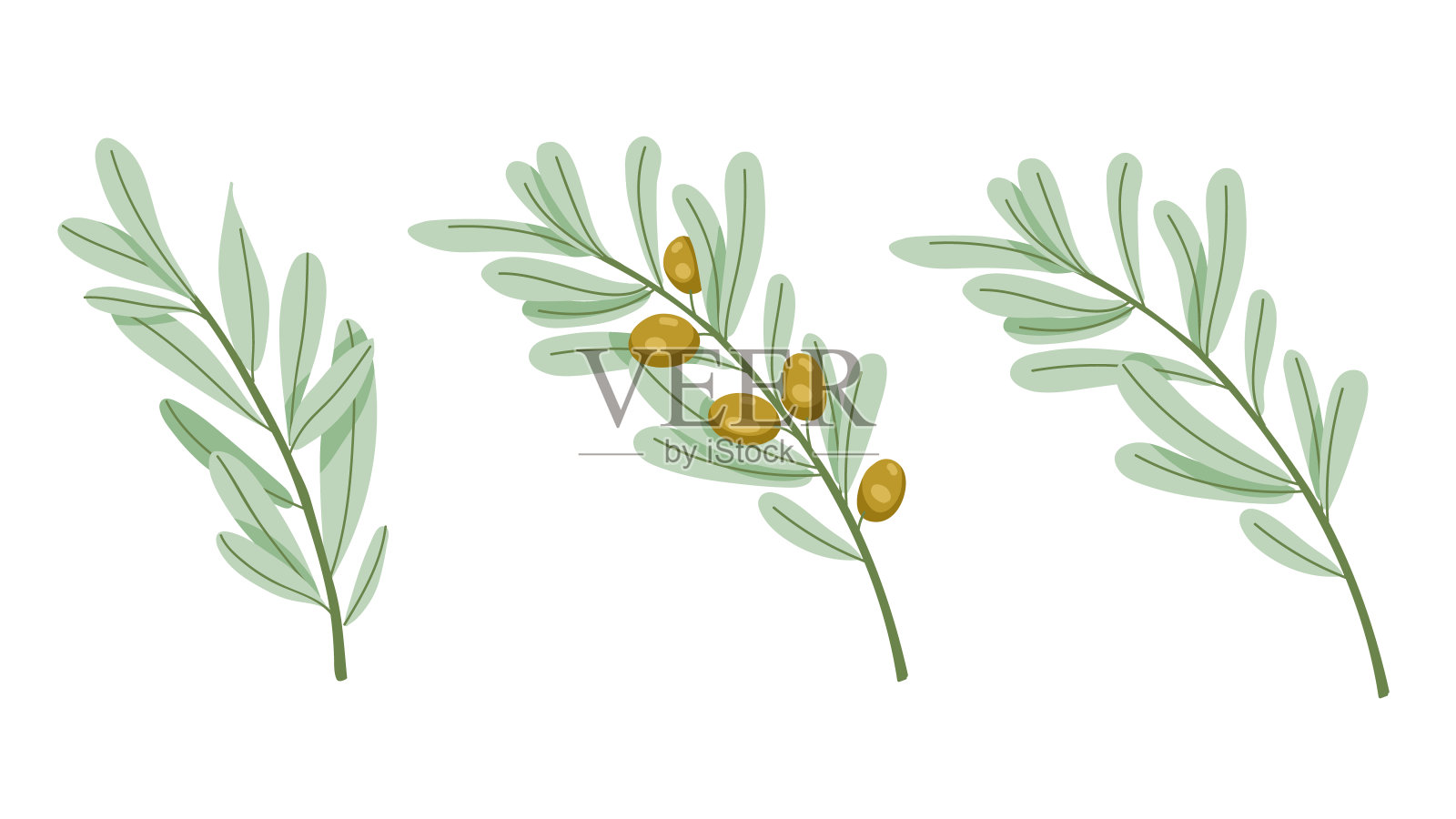 橄榄树的树枝。带叶子的绿橄榄。矢量插图在手绘风格。插画图片素材