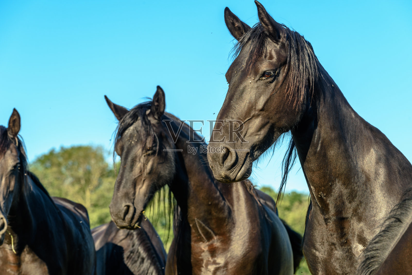 乡间牧场上的小马照片摄影图片