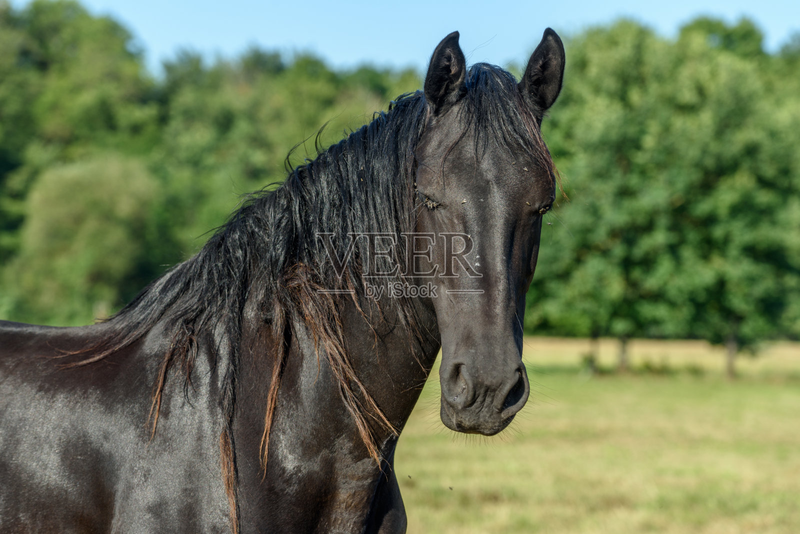 黑马的肖像在乡间的一个牧场上照片摄影图片