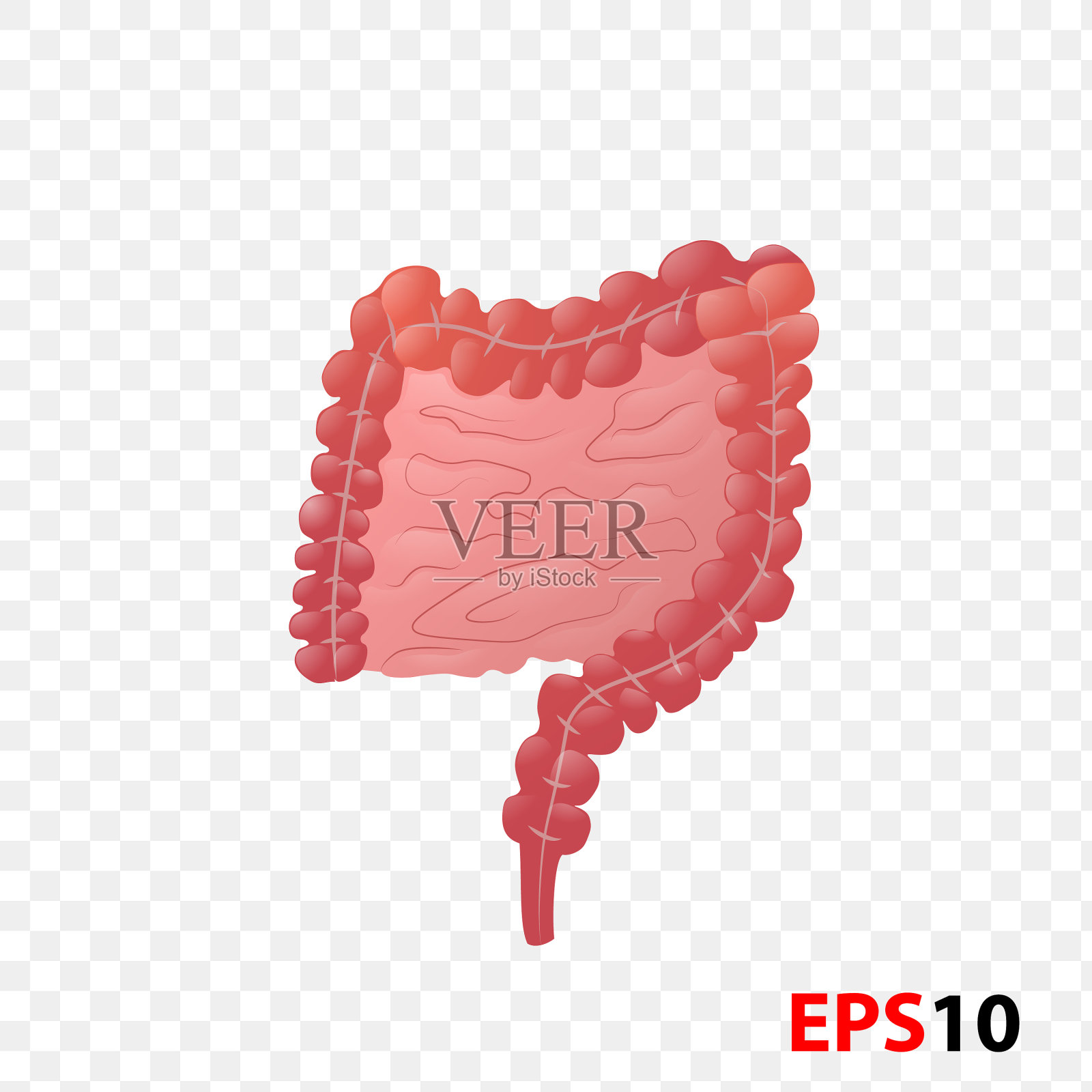 人体肠道解剖学插画图片素材