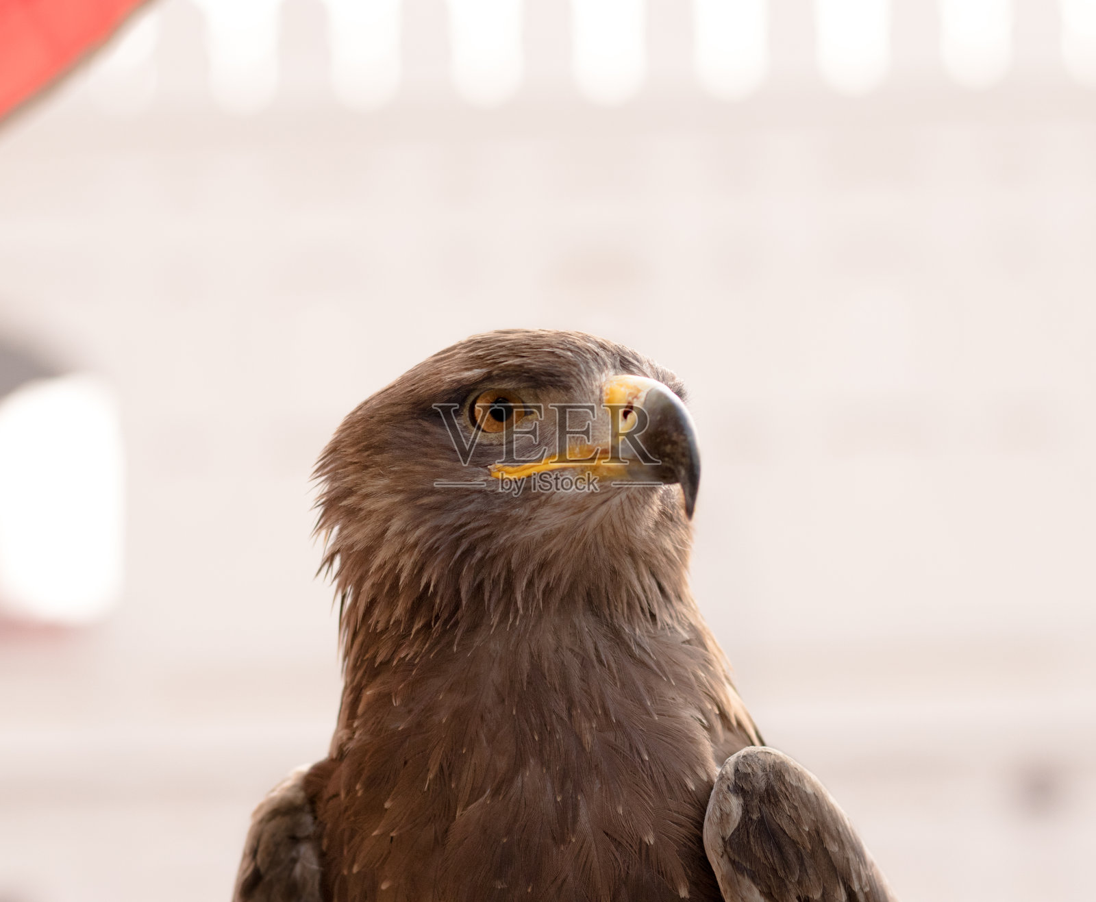 坐在大楼前集中注意力照片摄影图片