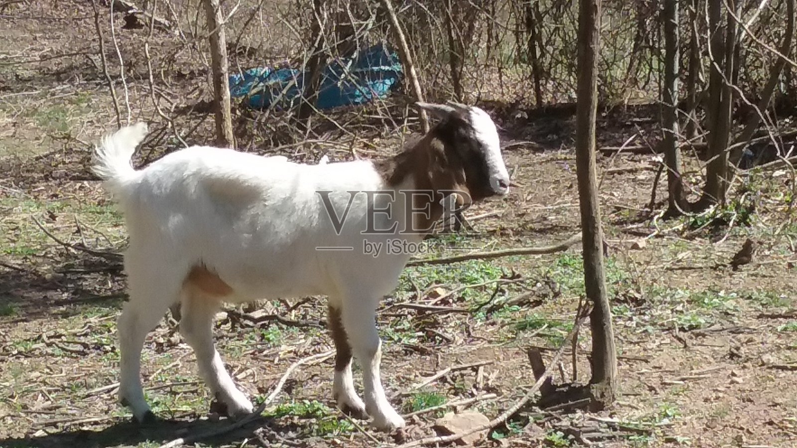 农业的农场照片摄影图片