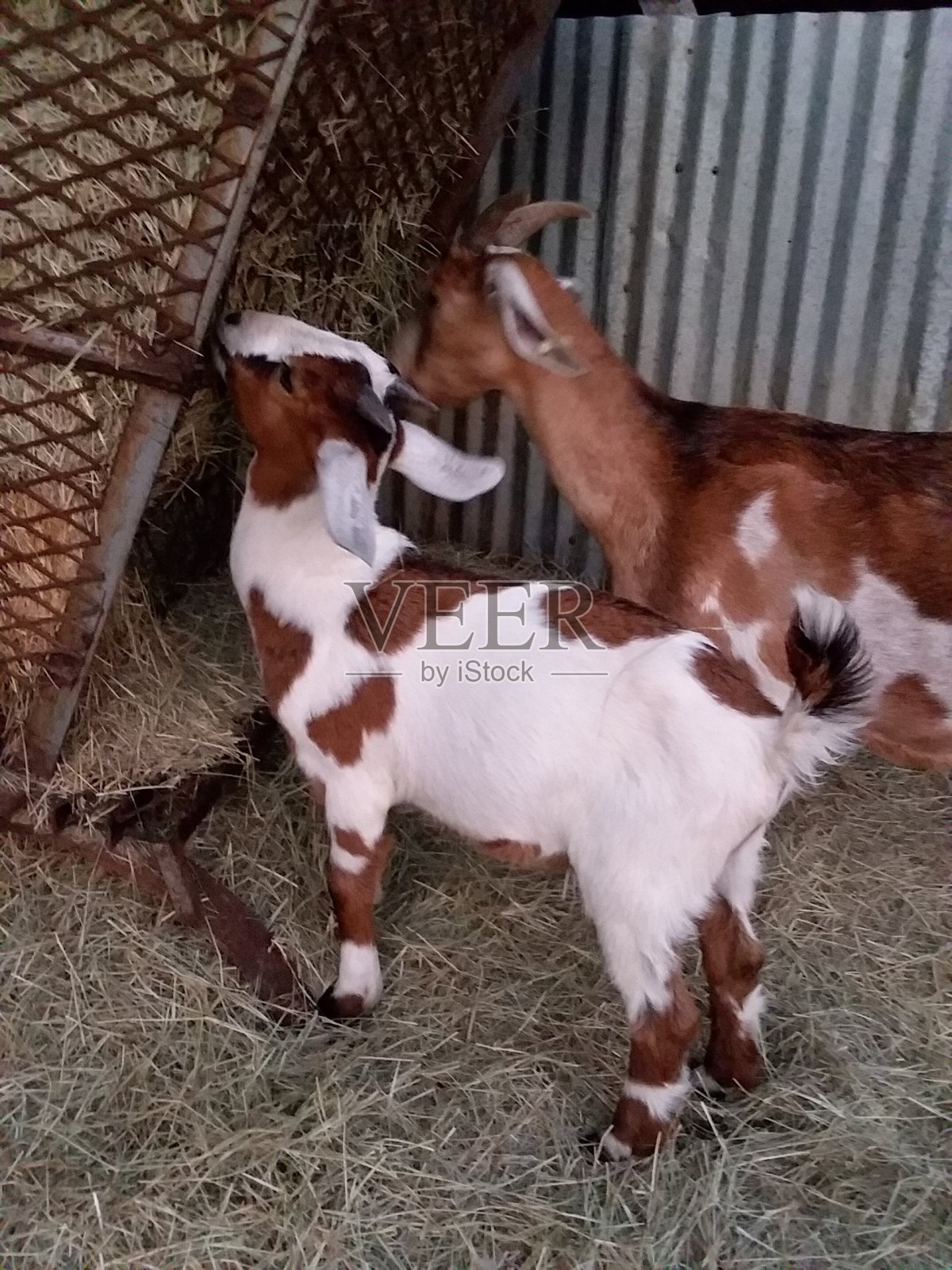 农业的农场照片摄影图片