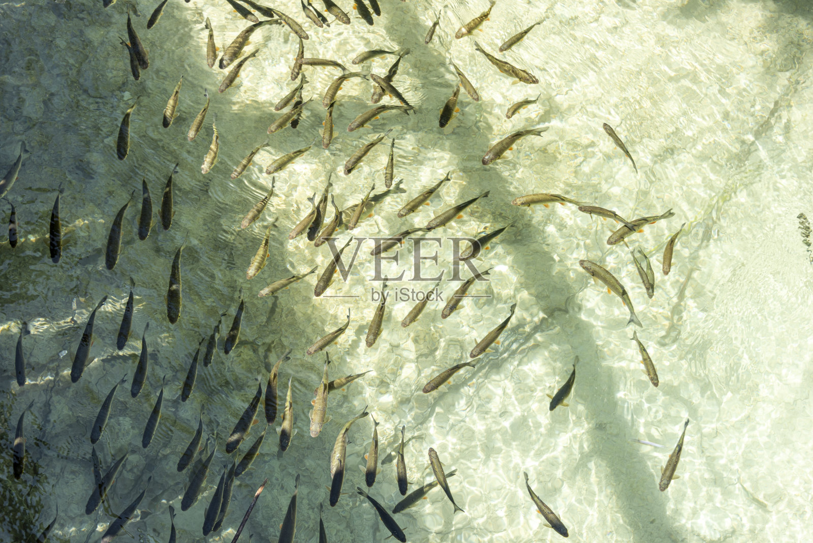 鱼在清澈的水里照片摄影图片