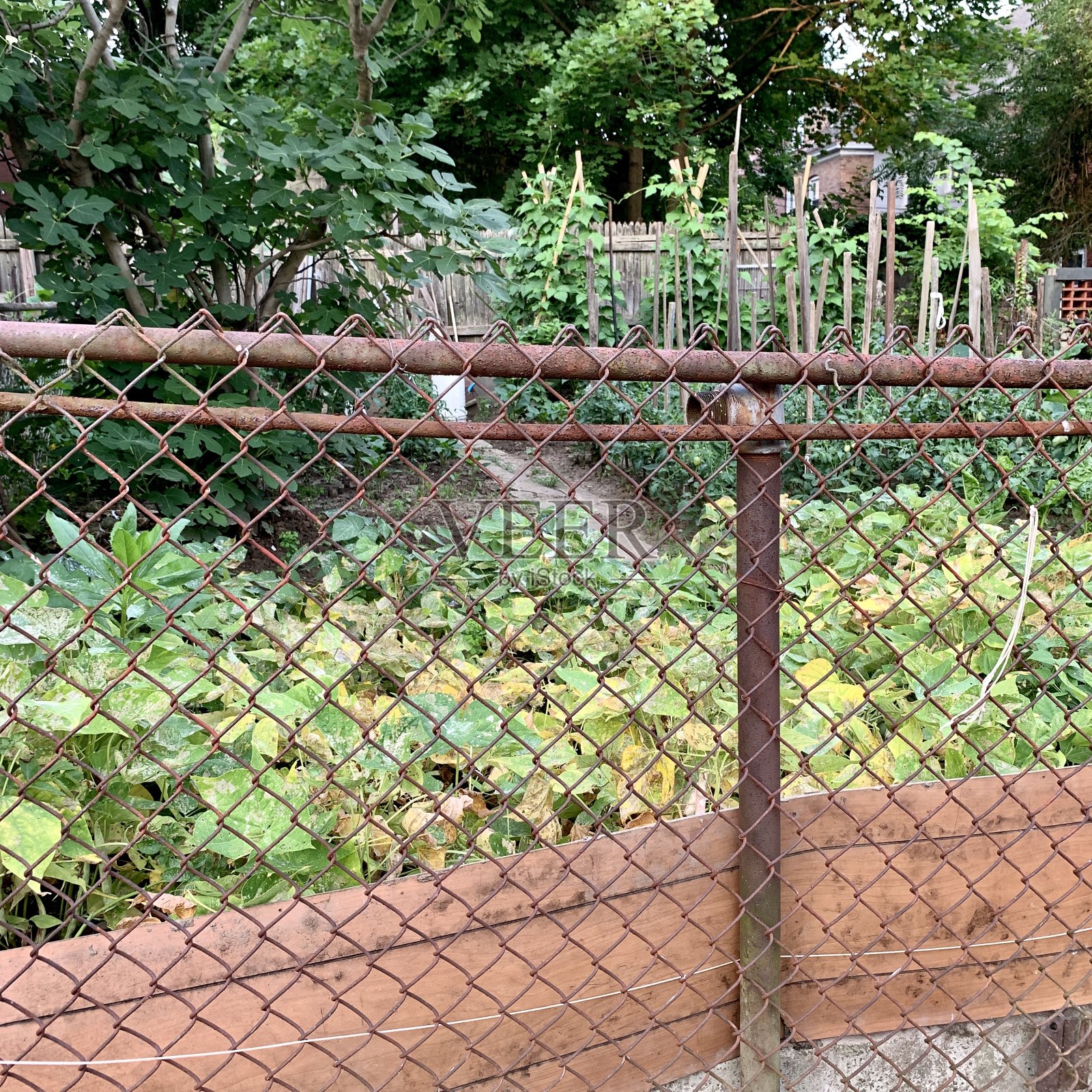 小空间中的城市花园照片摄影图片