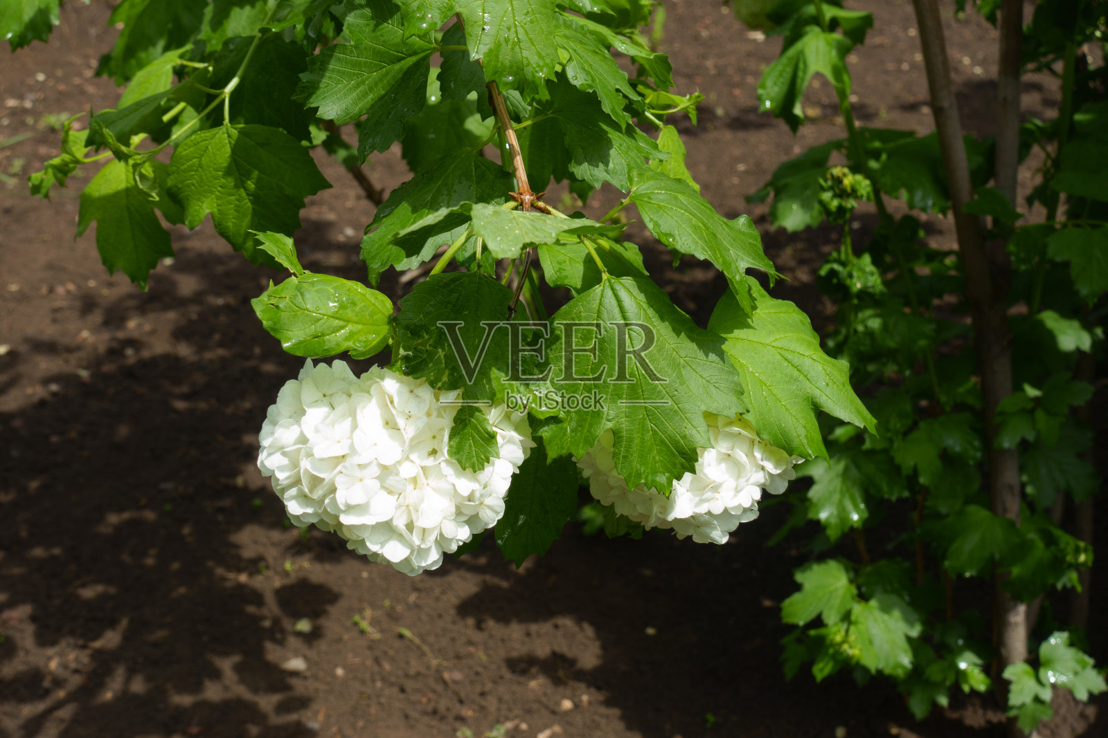 5月，荚蒾2个白色圆形花序不育照片摄影图片