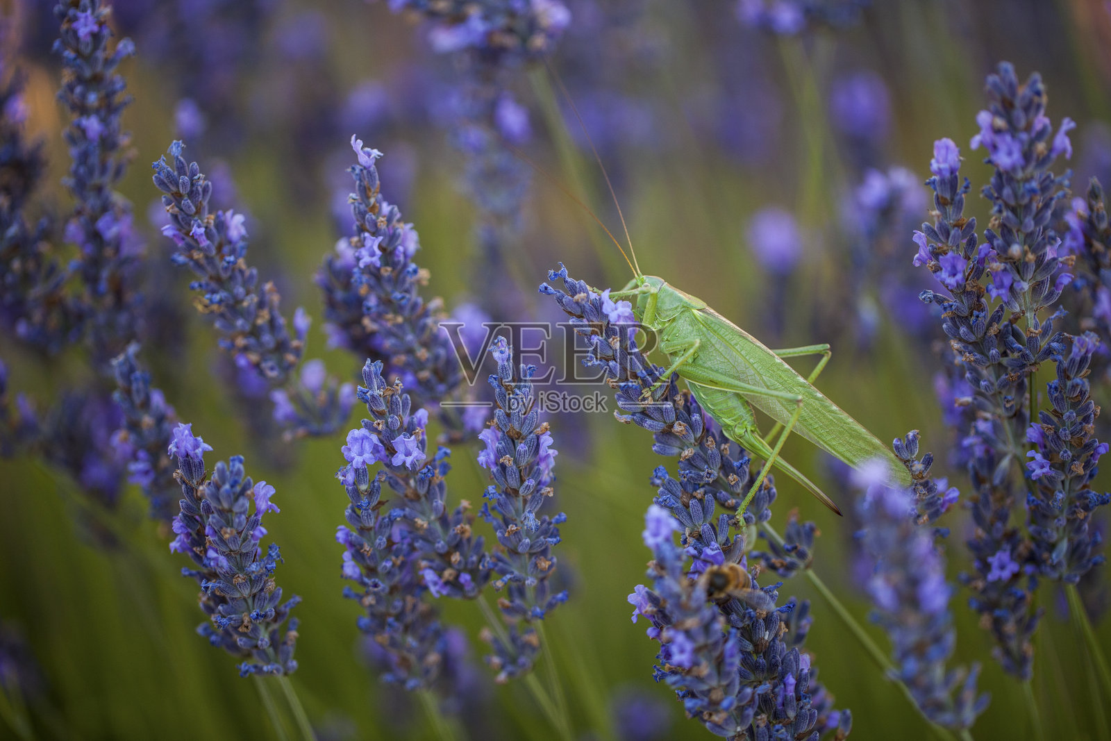 蚱蜢照片摄影图片