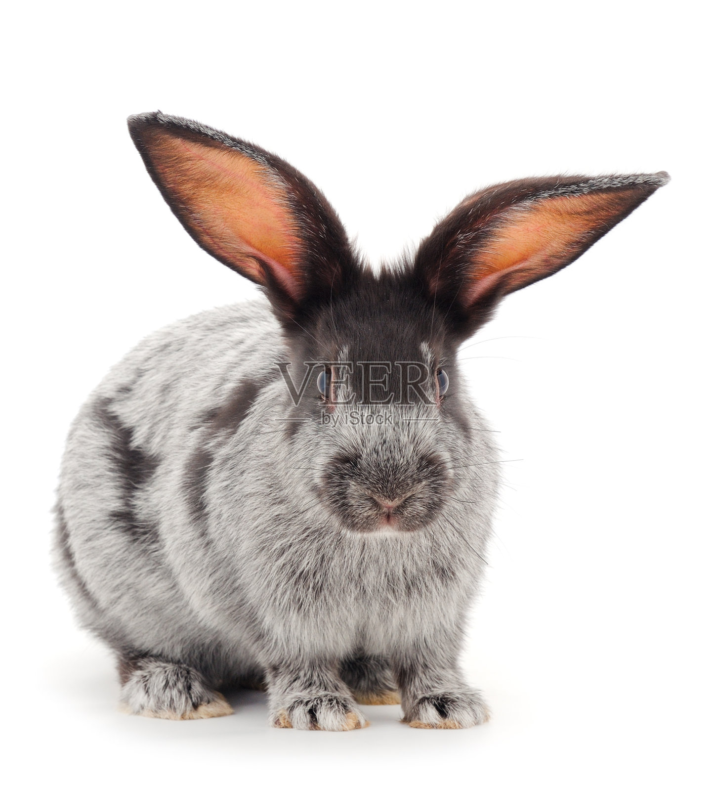 灰兔孤立。照片摄影图片