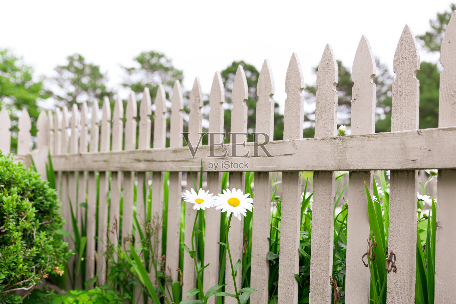 白色尖桩篱笆和两个沙斯塔雏菊照片摄影图片