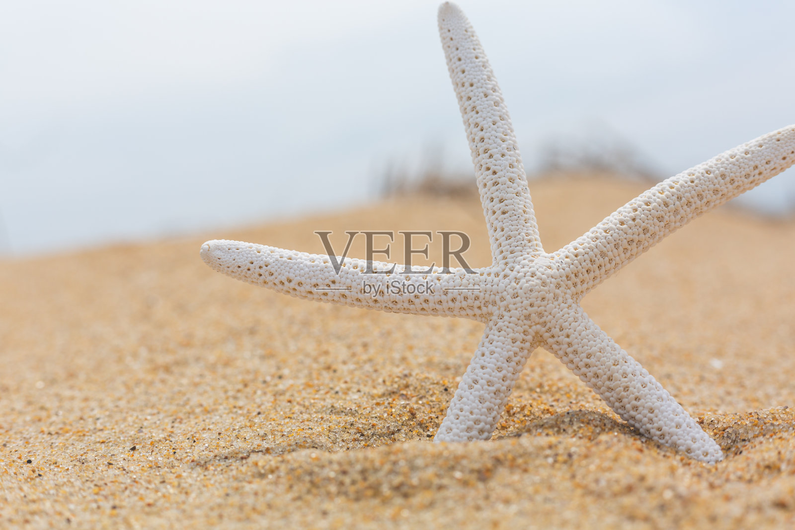近距离观察沙地上的海星照片摄影图片