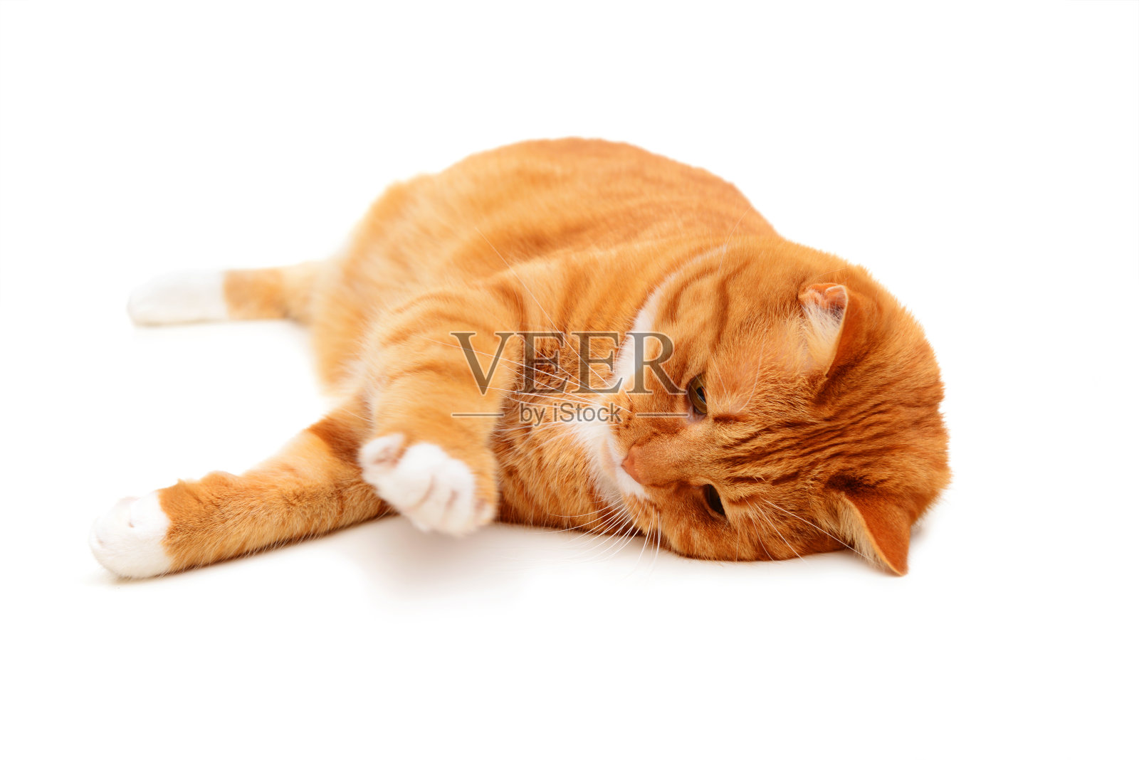 美丽的红色英国短毛猫品种在白色的背景照片摄影图片