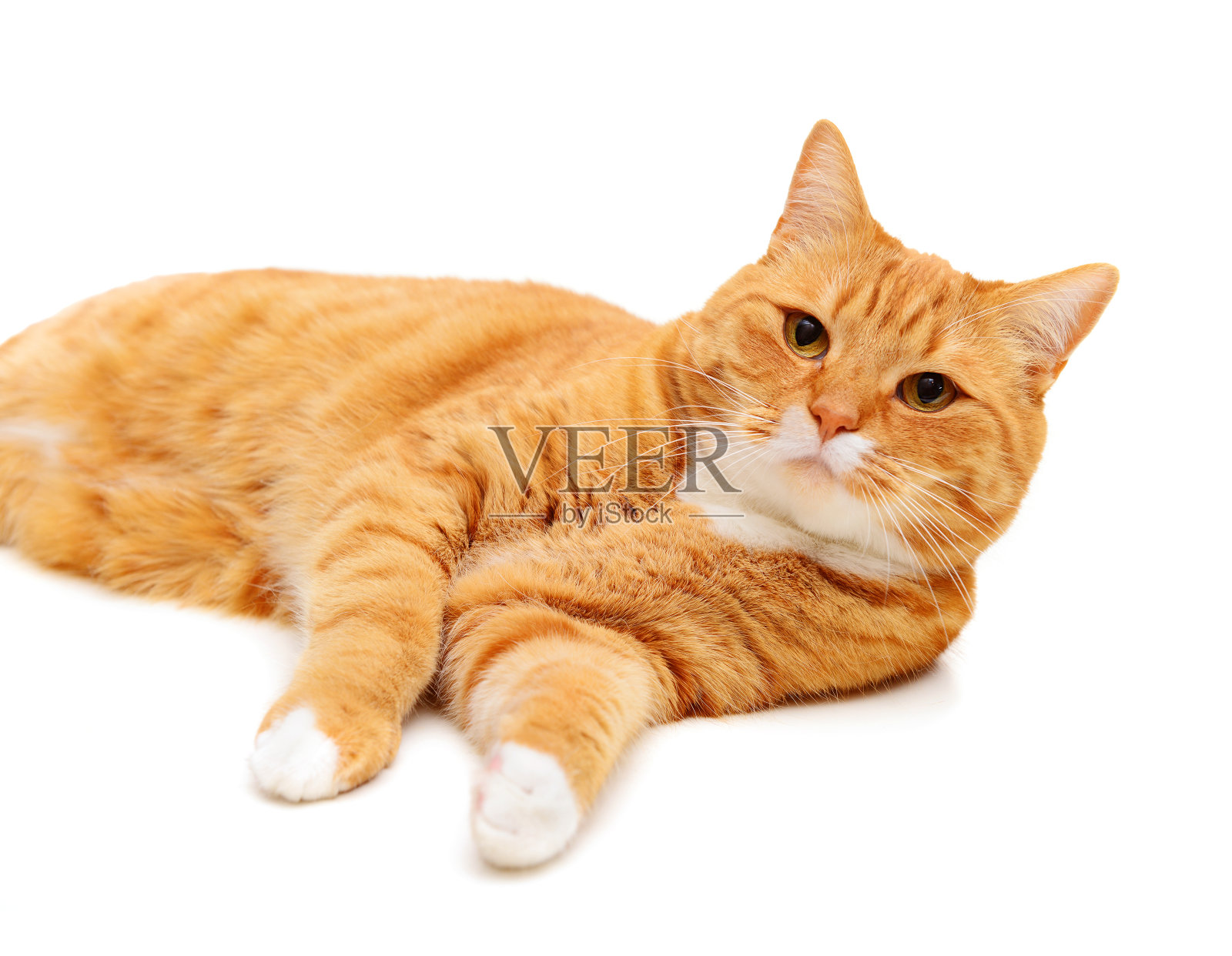 美丽的红色猫品种英国短毛在白色背景照片摄影图片