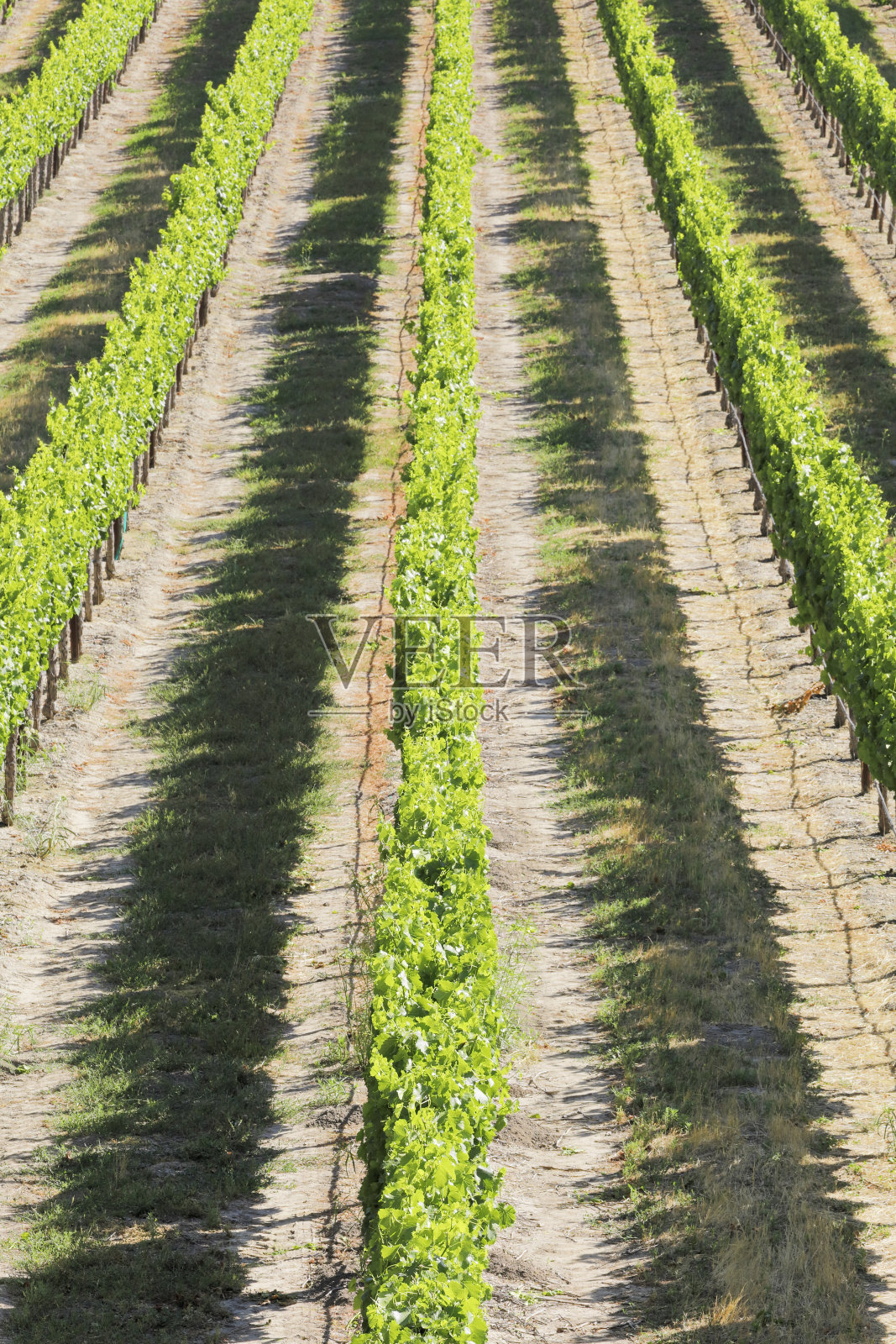 葡萄园景观-春天照片摄影图片