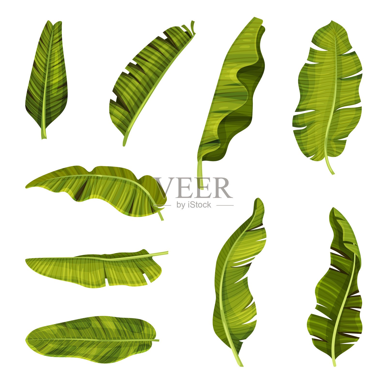 有交叉脉的程式化的芭蕉叶插画图片素材