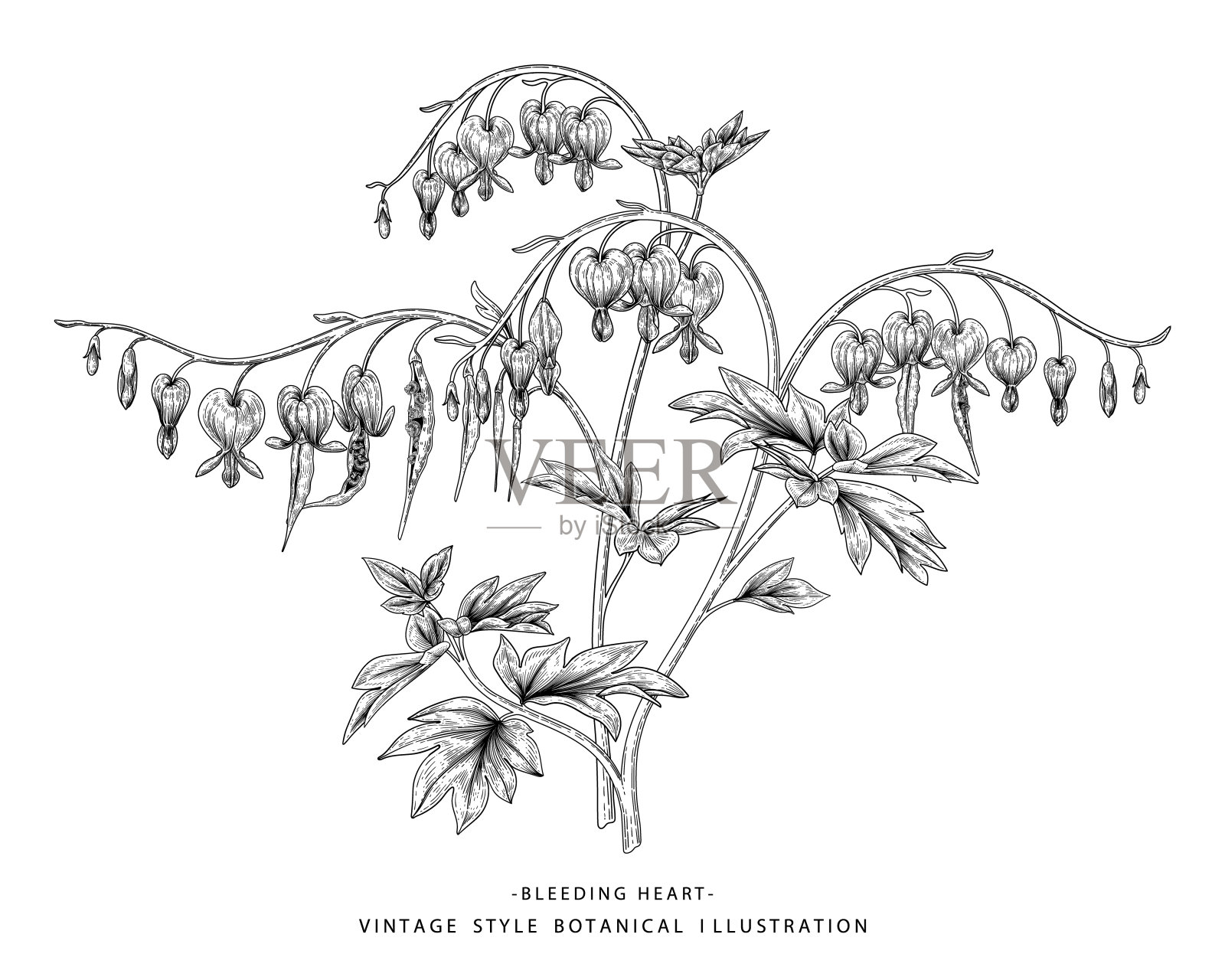 花卉装饰素描集。血心花，种子和荚绘图(Dicentra Spectabilis)。黑色和白色与线条艺术孤立在白色背景。手绘植物图。元素的向量。插画图片素材