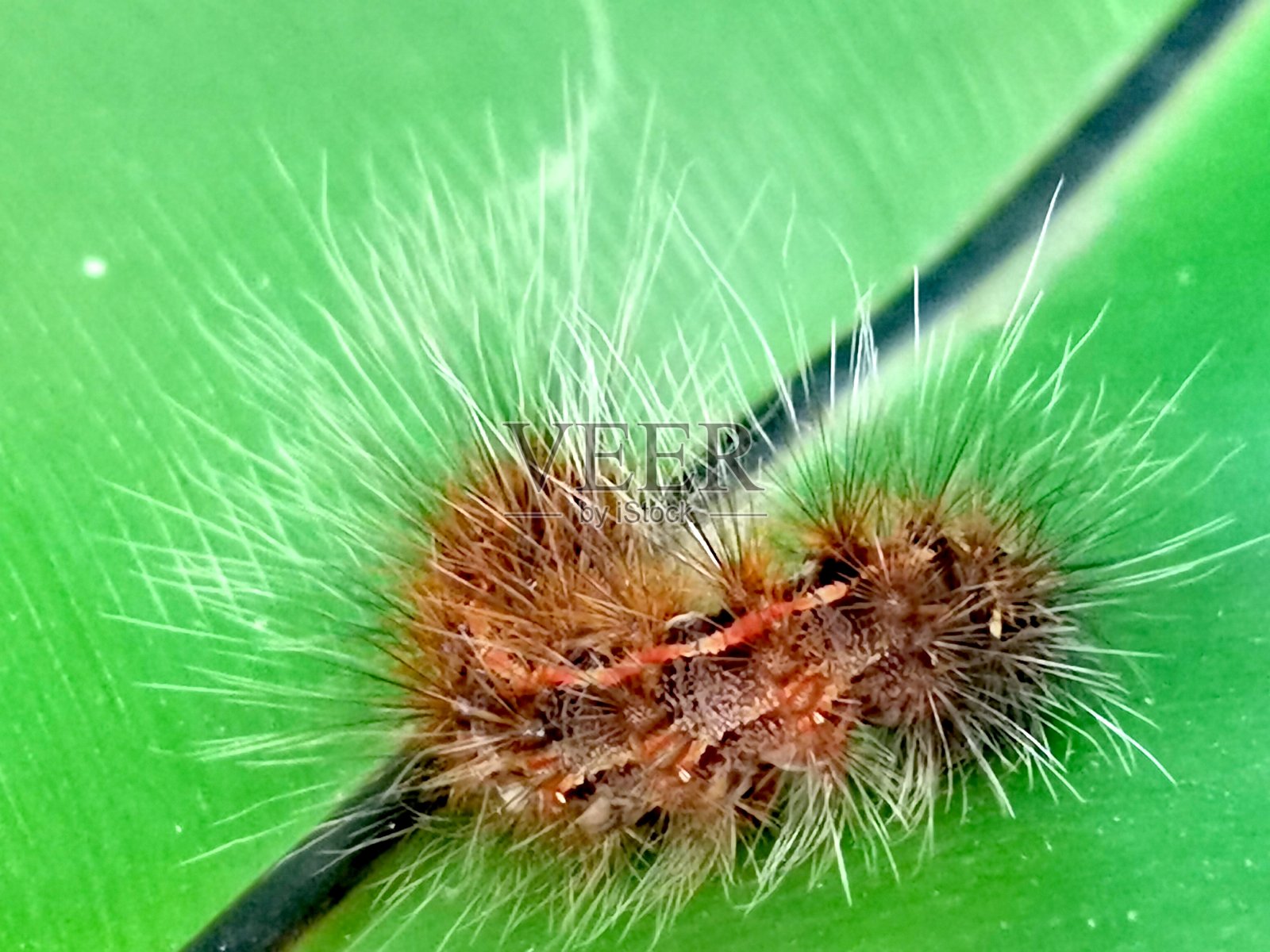 毛毯虫或毛虫(幼虫或蛹)后视图照片摄影图片