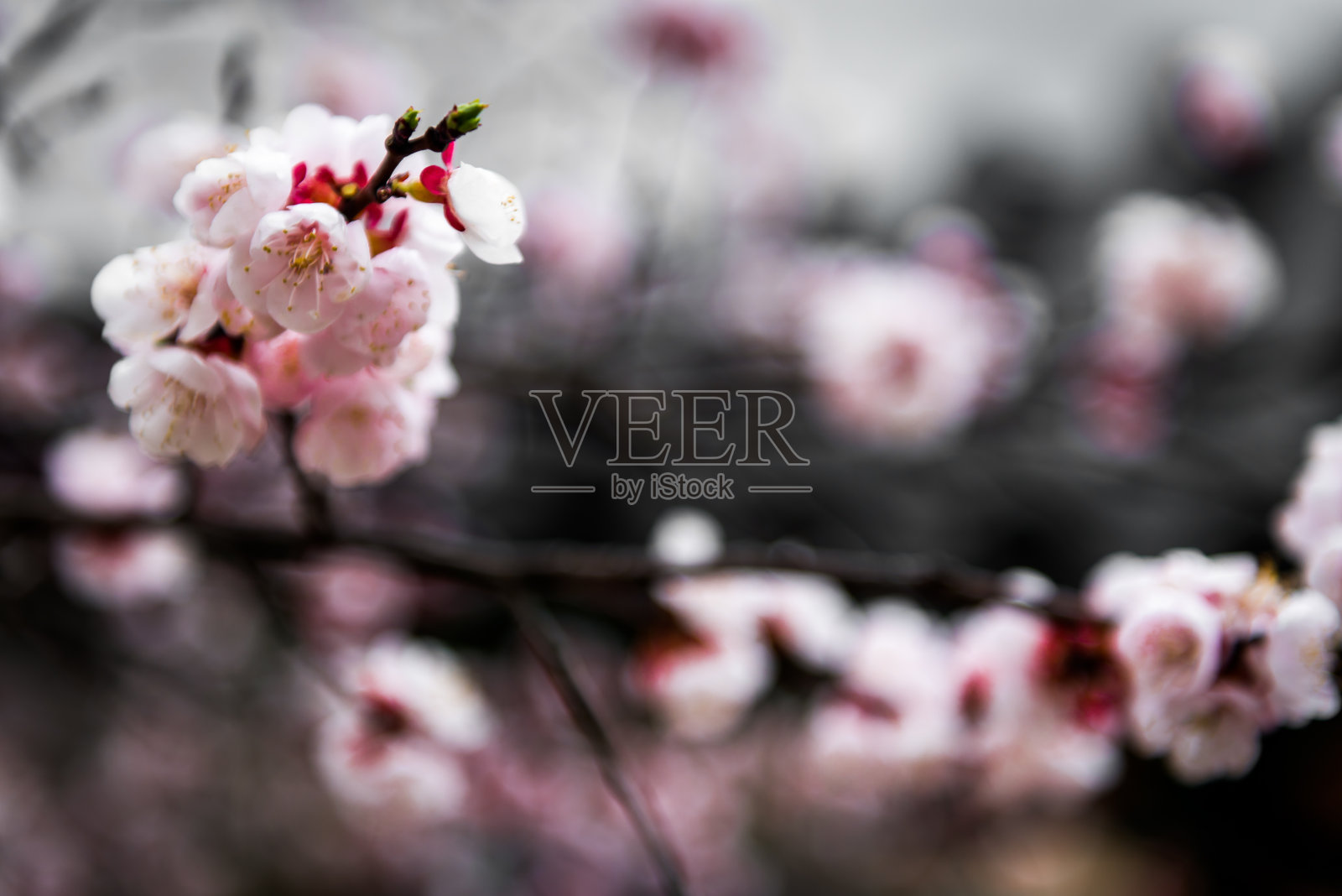 韩国的樱花照片摄影图片