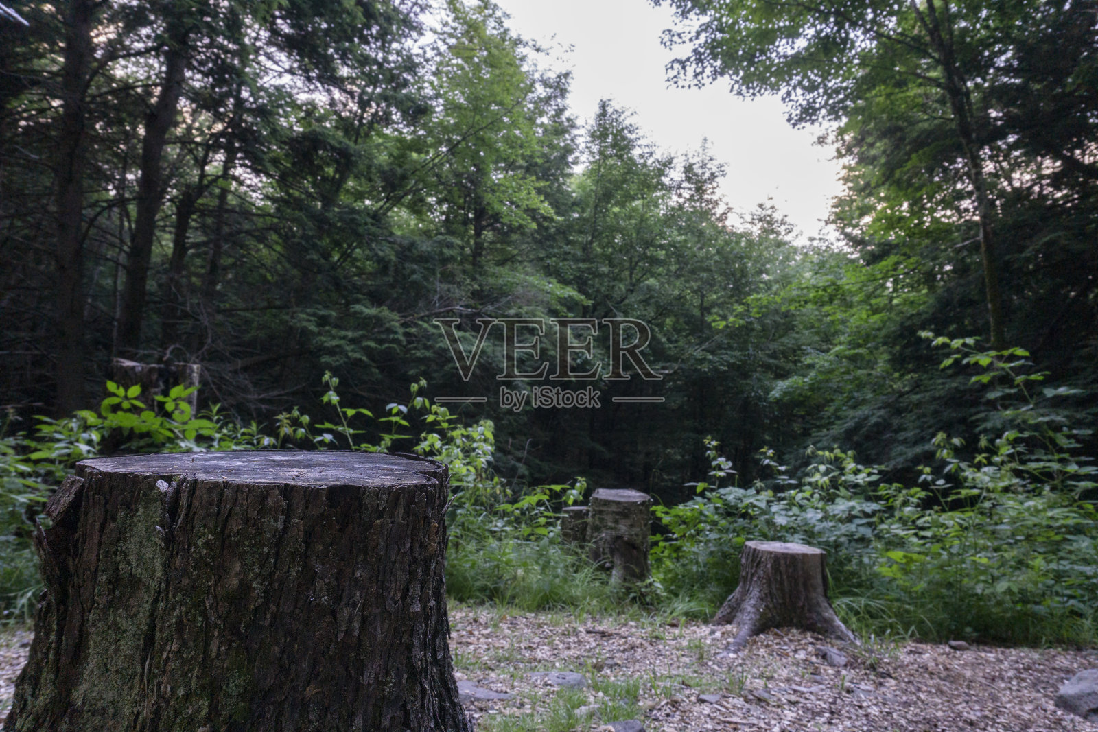 森林里的树桩。在树林中间砍树皮照片摄影图片