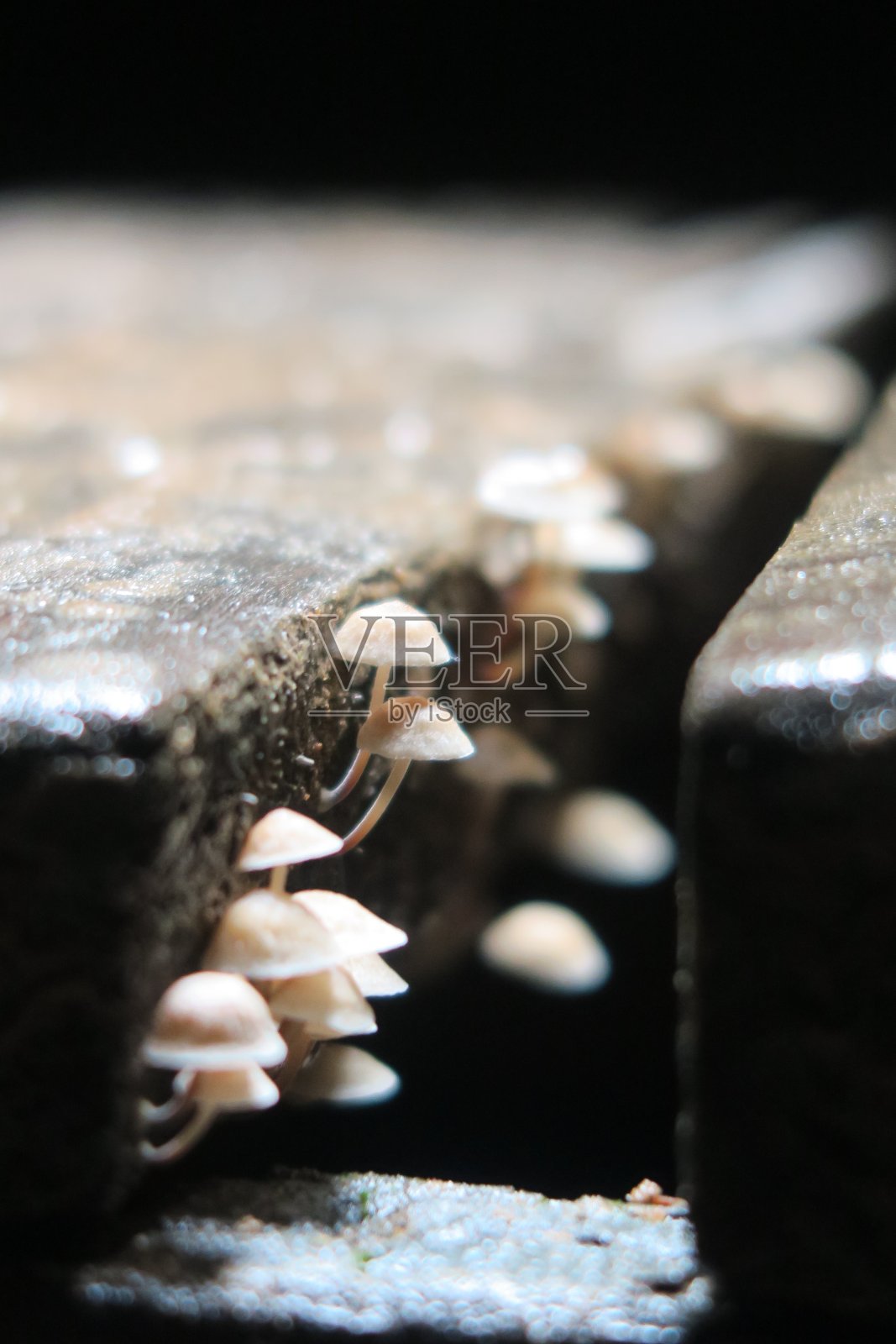 蘑菇在木照片摄影图片