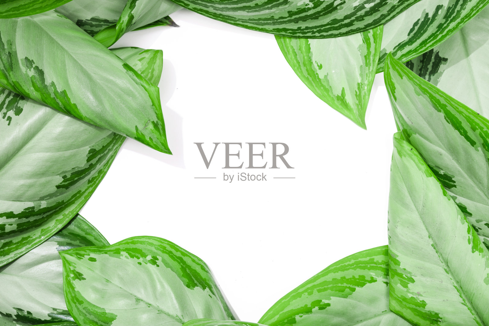 热带树叶孤立在白色背景与框架文本的地方照片摄影图片