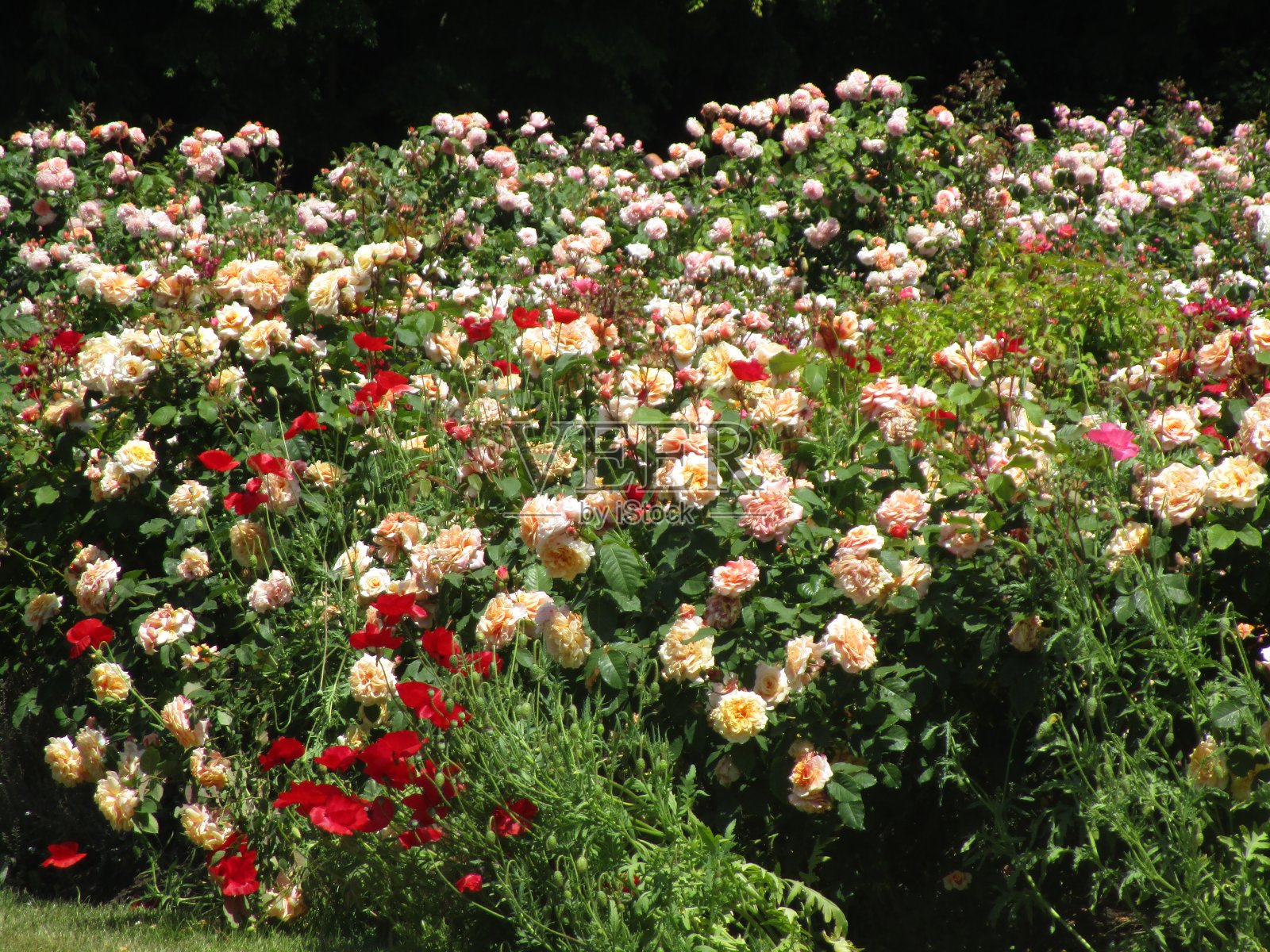 2019年英国女王伊丽莎白公园玫瑰园的玫瑰和鲜花照片摄影图片