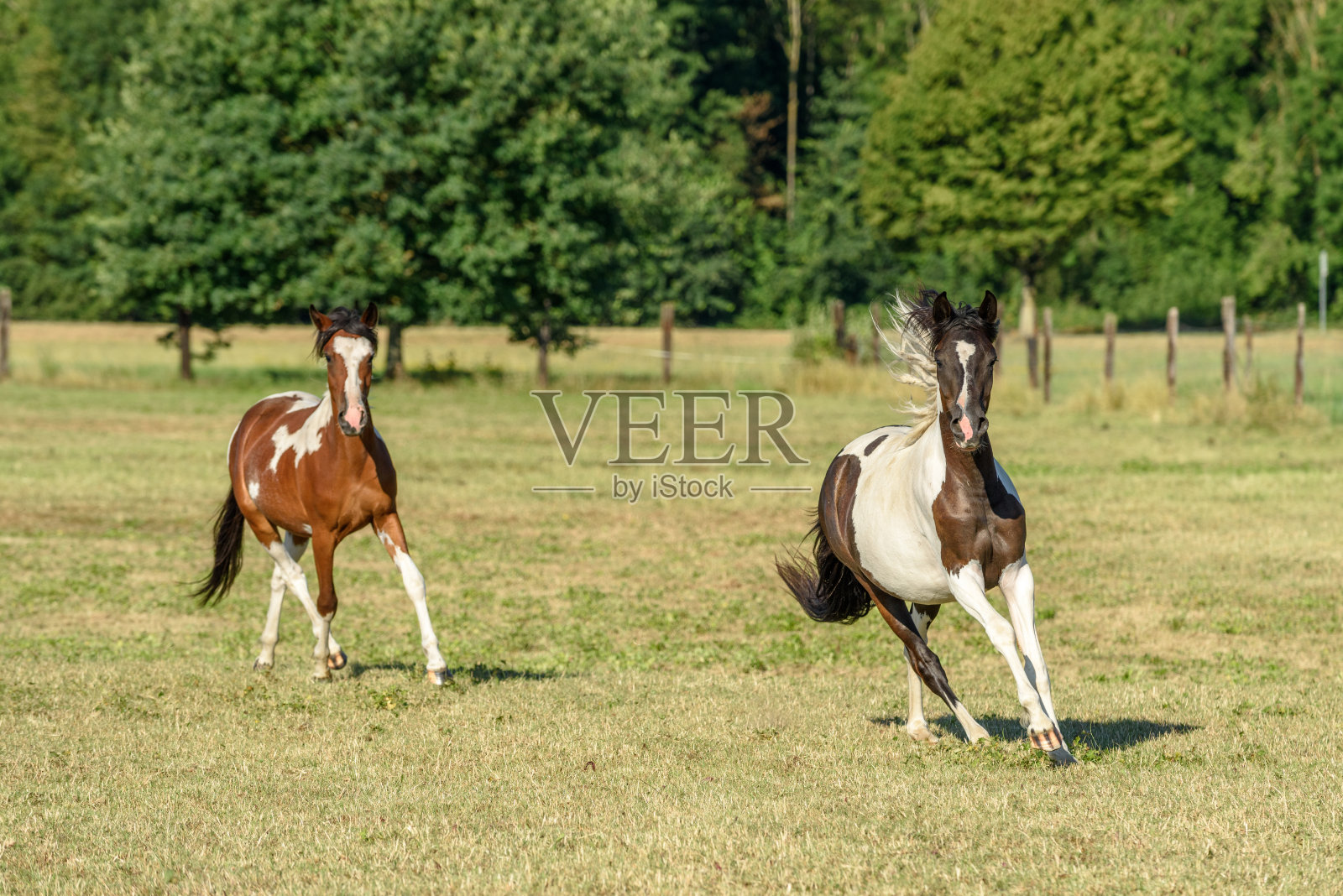 在乡间牧场上奔跑的小马照片摄影图片