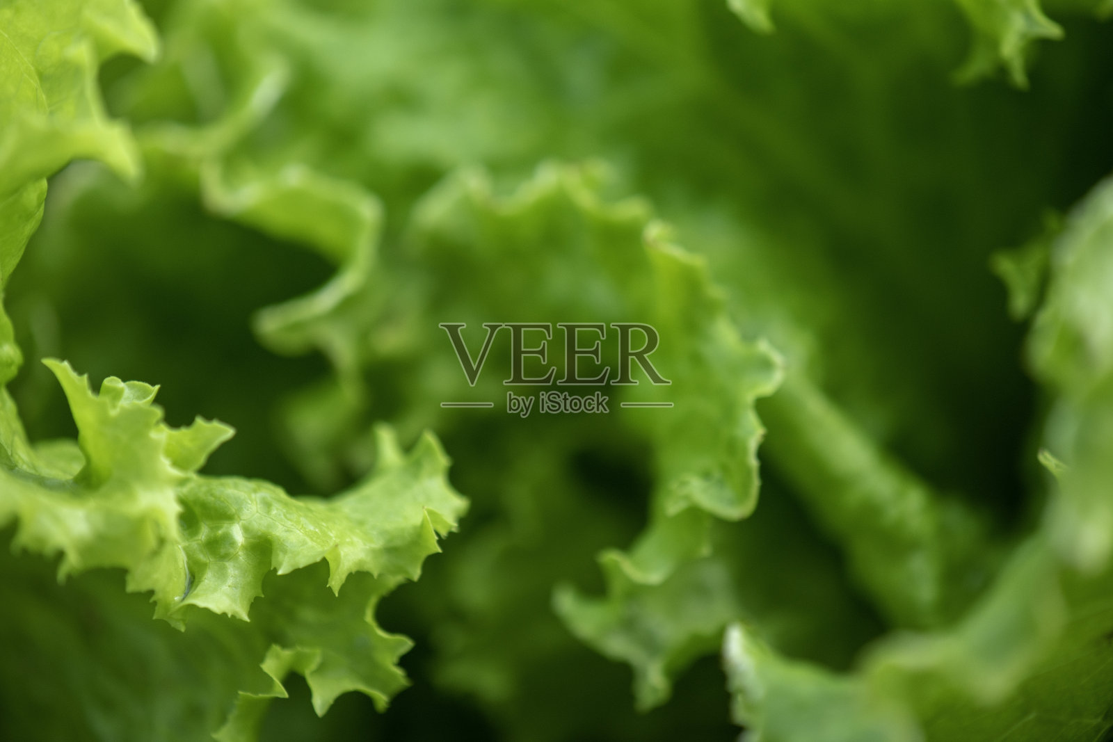 绿叶生菜2号的细节照片摄影图片