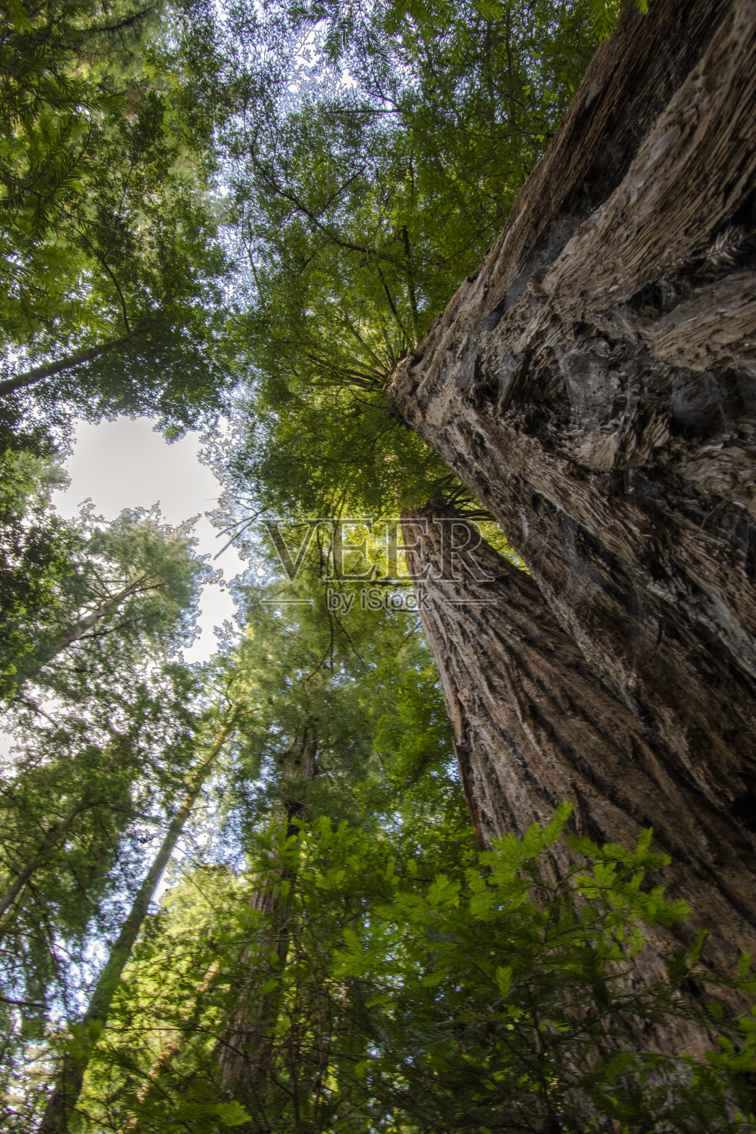 红木树照片摄影图片