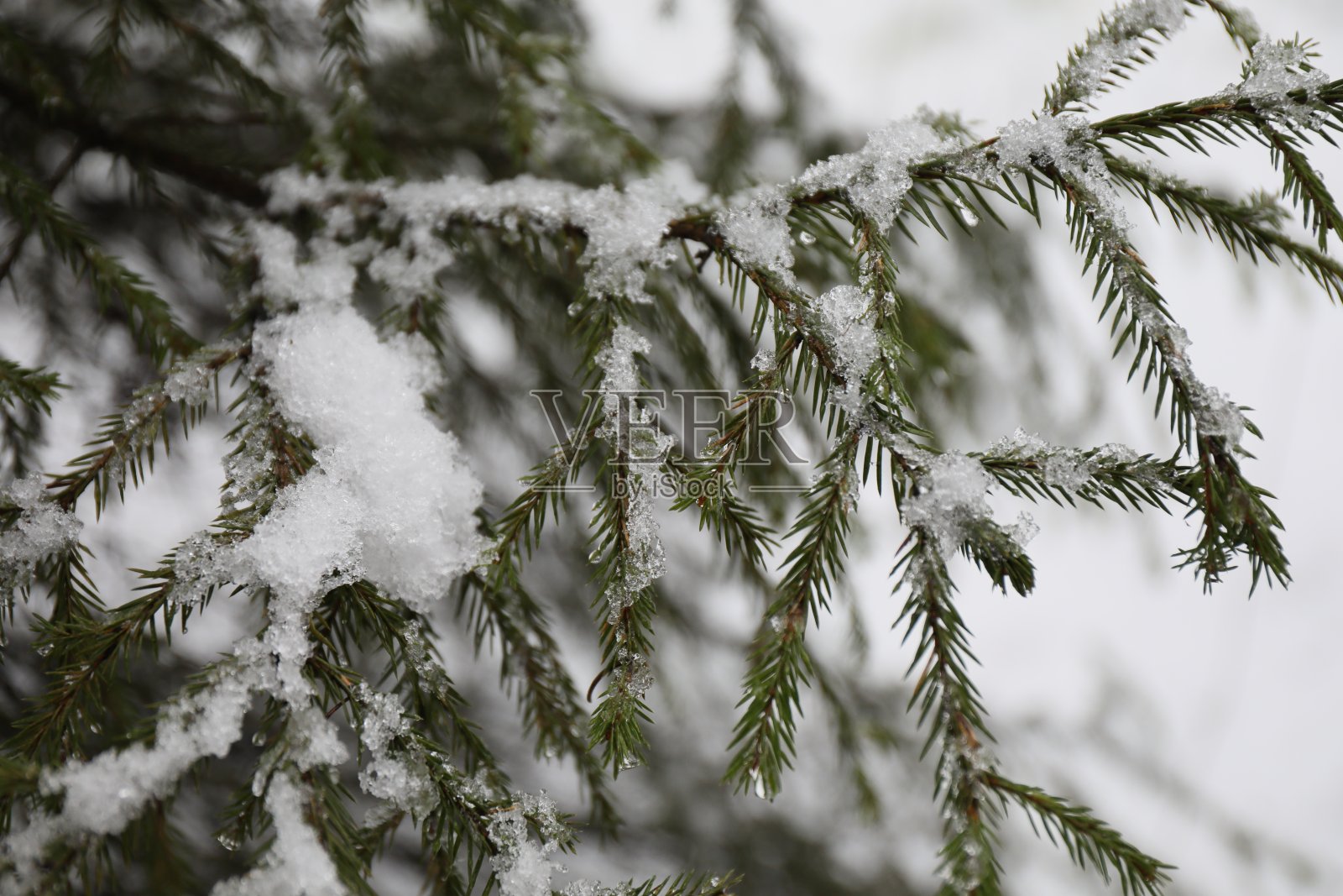 冬天融化的雪下的云杉树枝照片摄影图片