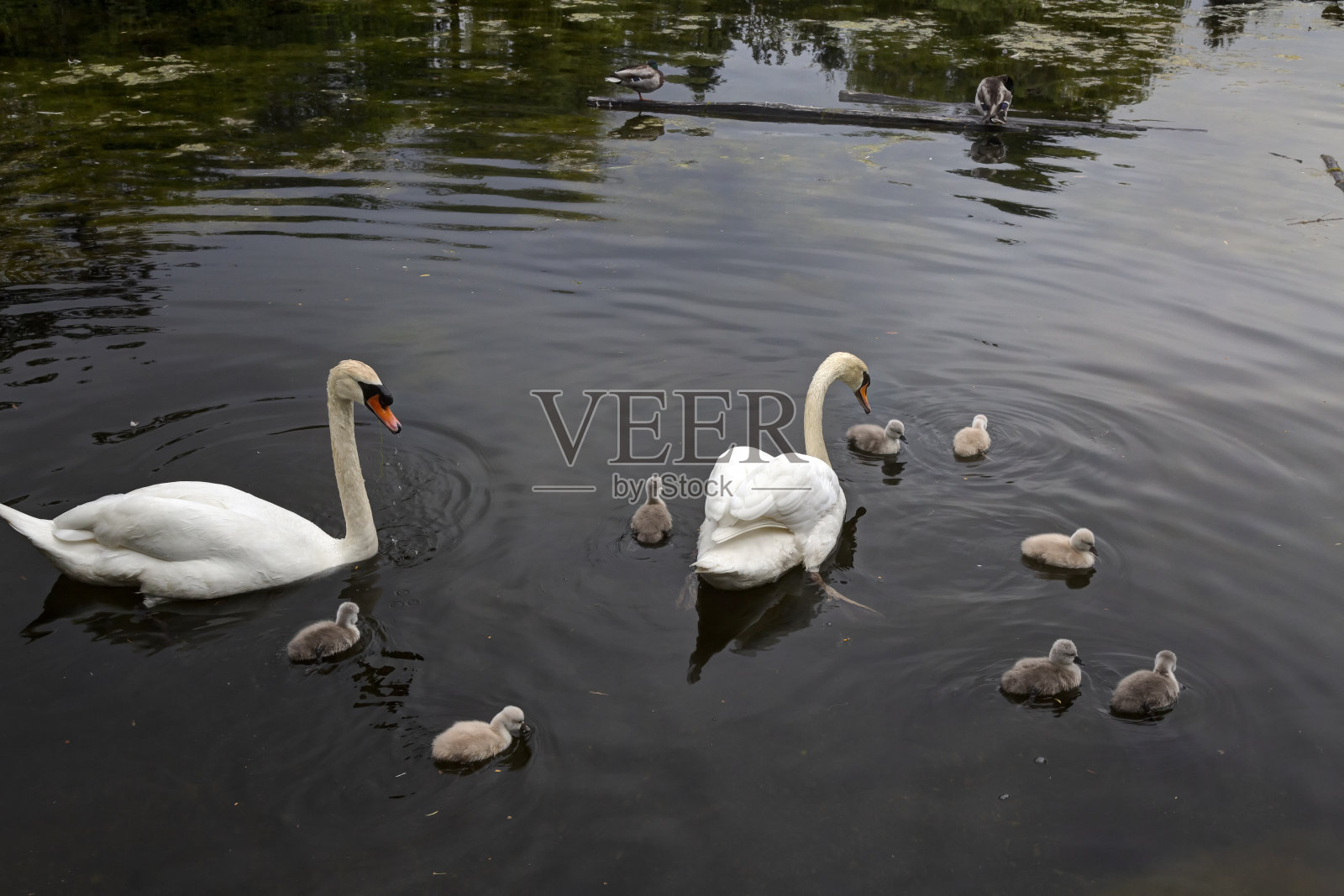 疣鼻天鹅。孩子与父母照片摄影图片