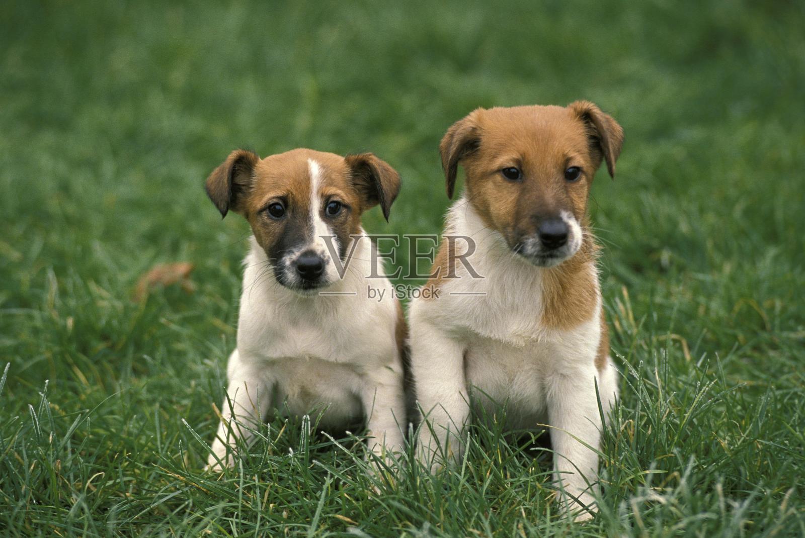 光滑的小猎犬，小狗坐在草地上照片摄影图片