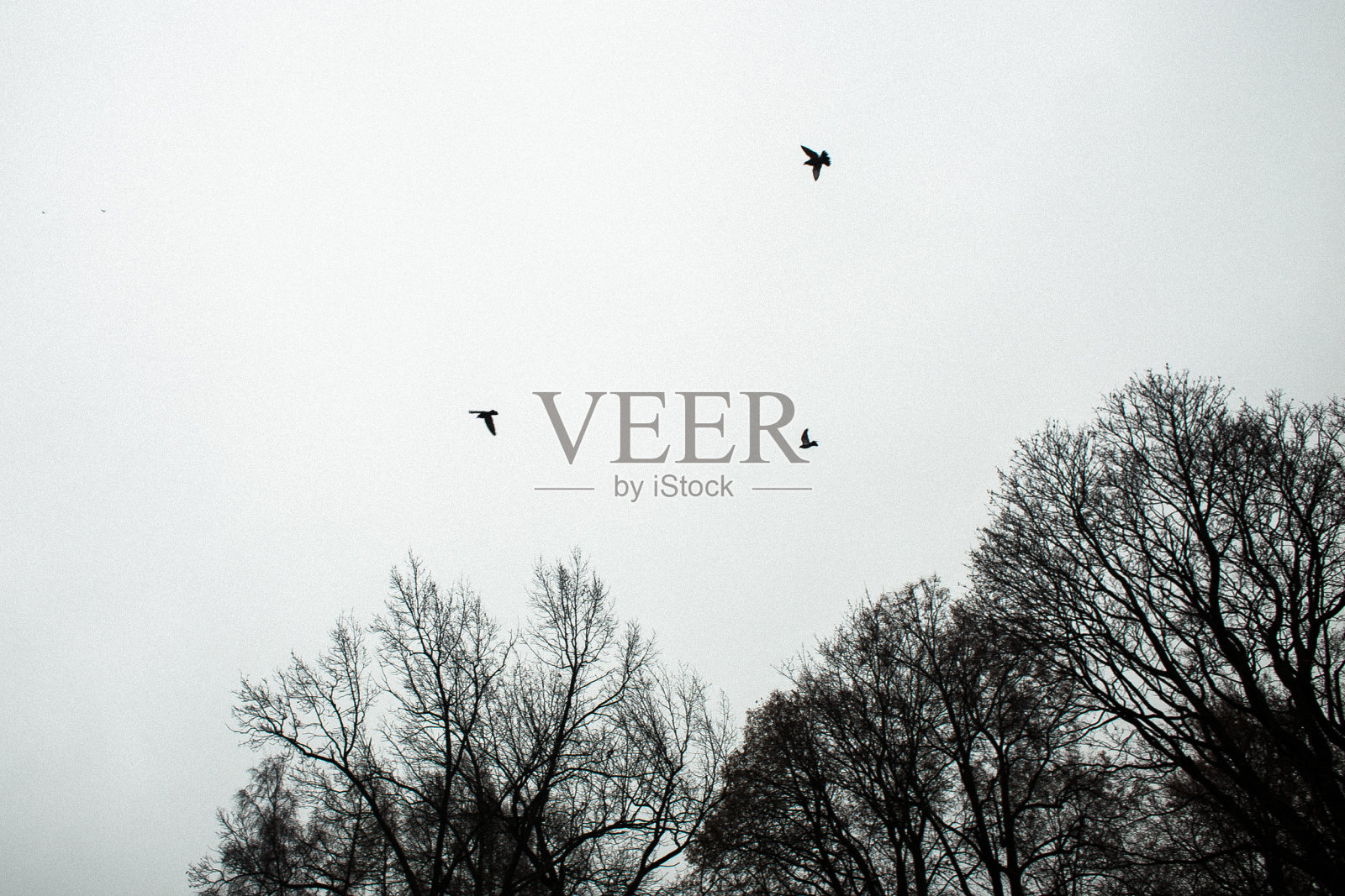 乌鸦在树上飞过的剪影。照片摄影图片