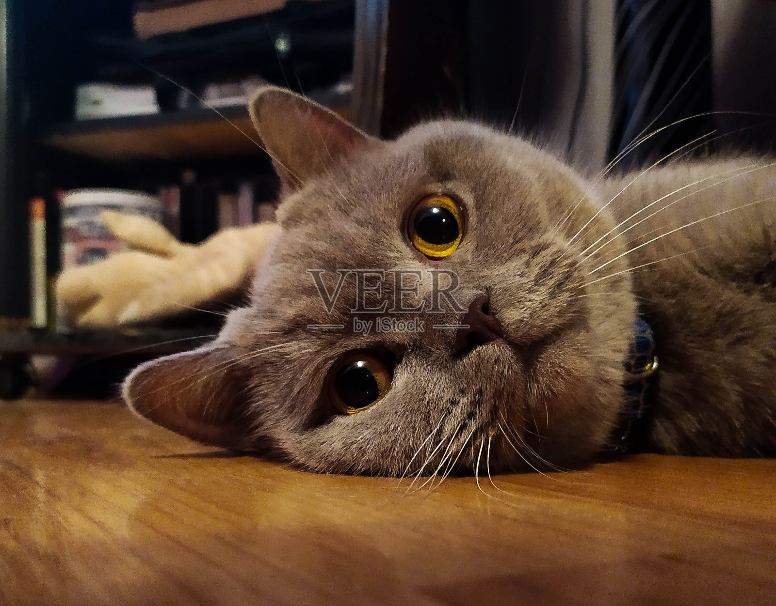 英国短毛家灰猫躺在椅子下面的地板上。可爱的英国猫。可爱的眼睛。甜蜜的猫爪子。可爱的英国猫，睁着大大的琥珀色眼睛。照片摄影图片