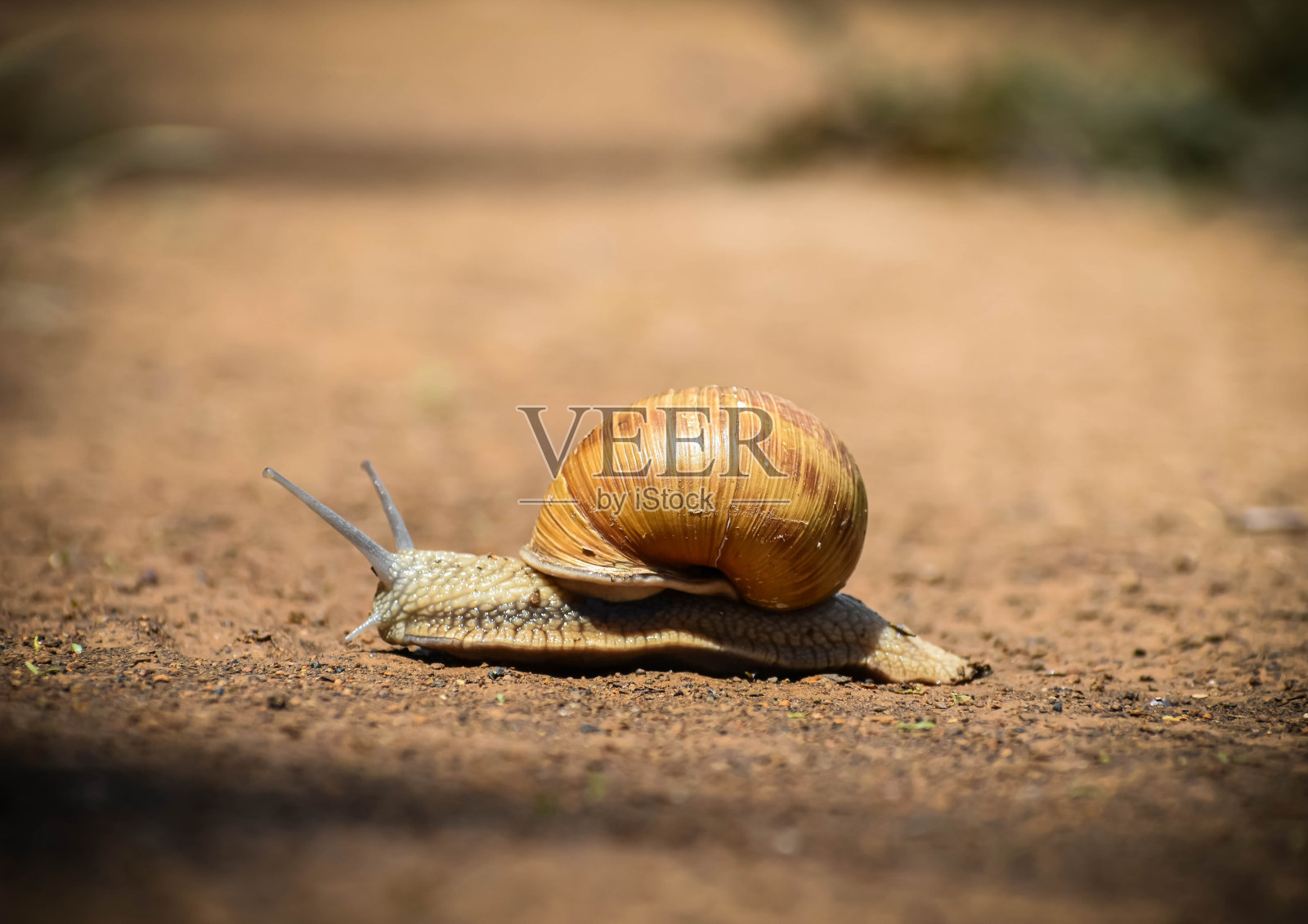 蜗牛在尘土飞扬的路上爬行。照片摄影图片