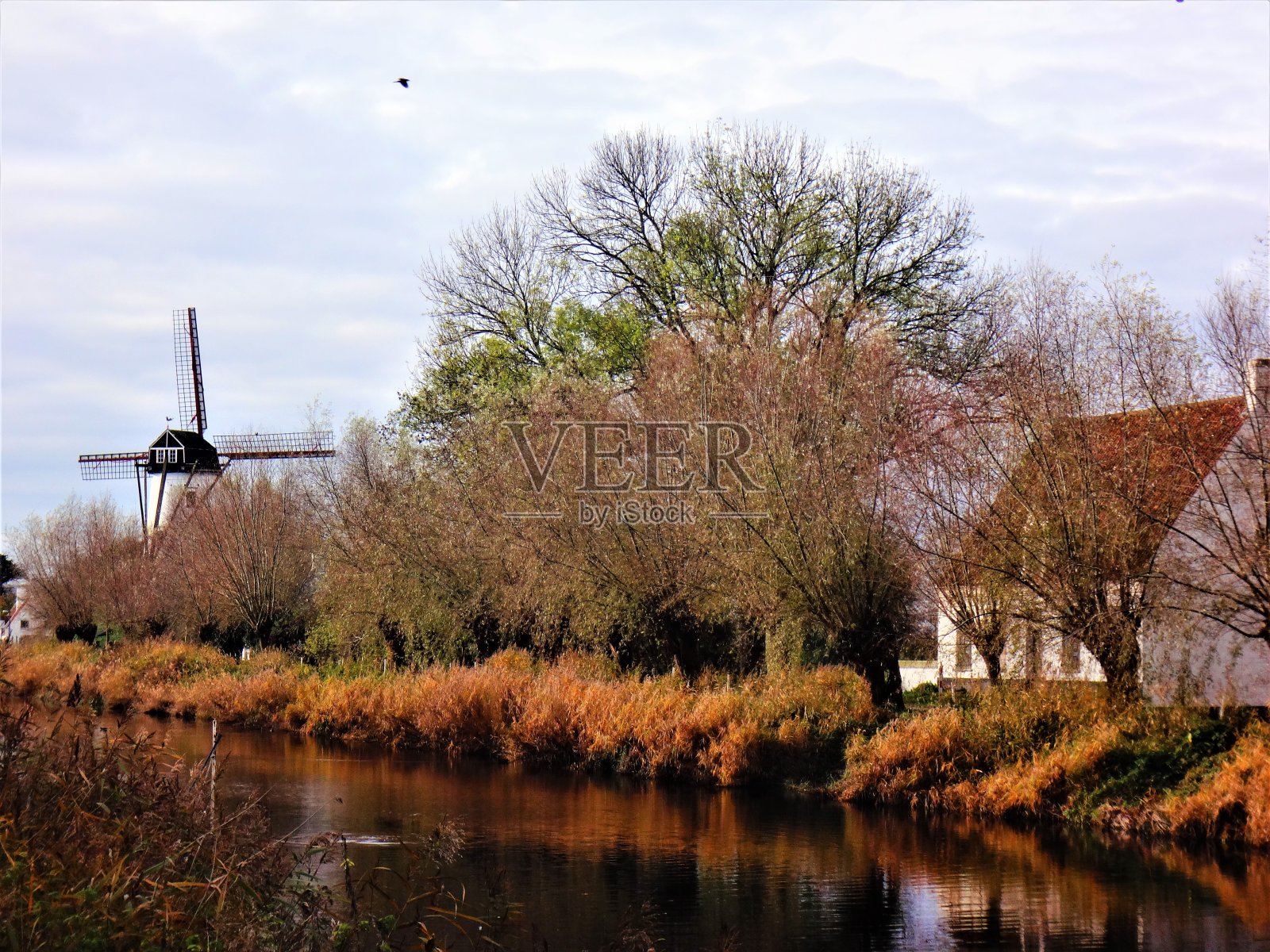 荷兰宁静的乡村全景，风车和白色的房子照片摄影图片