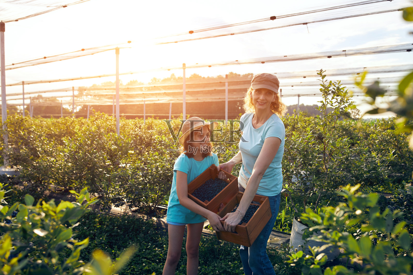 现代家庭采摘蓝莓的有机农场-家庭经营理念。照片摄影图片