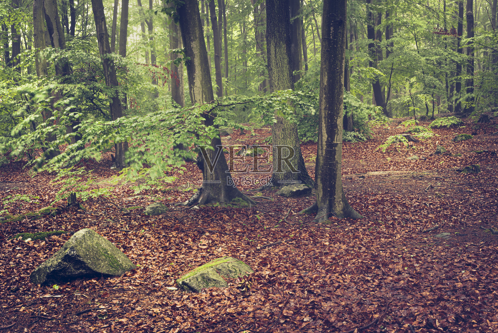 森林降雨后照片摄影图片