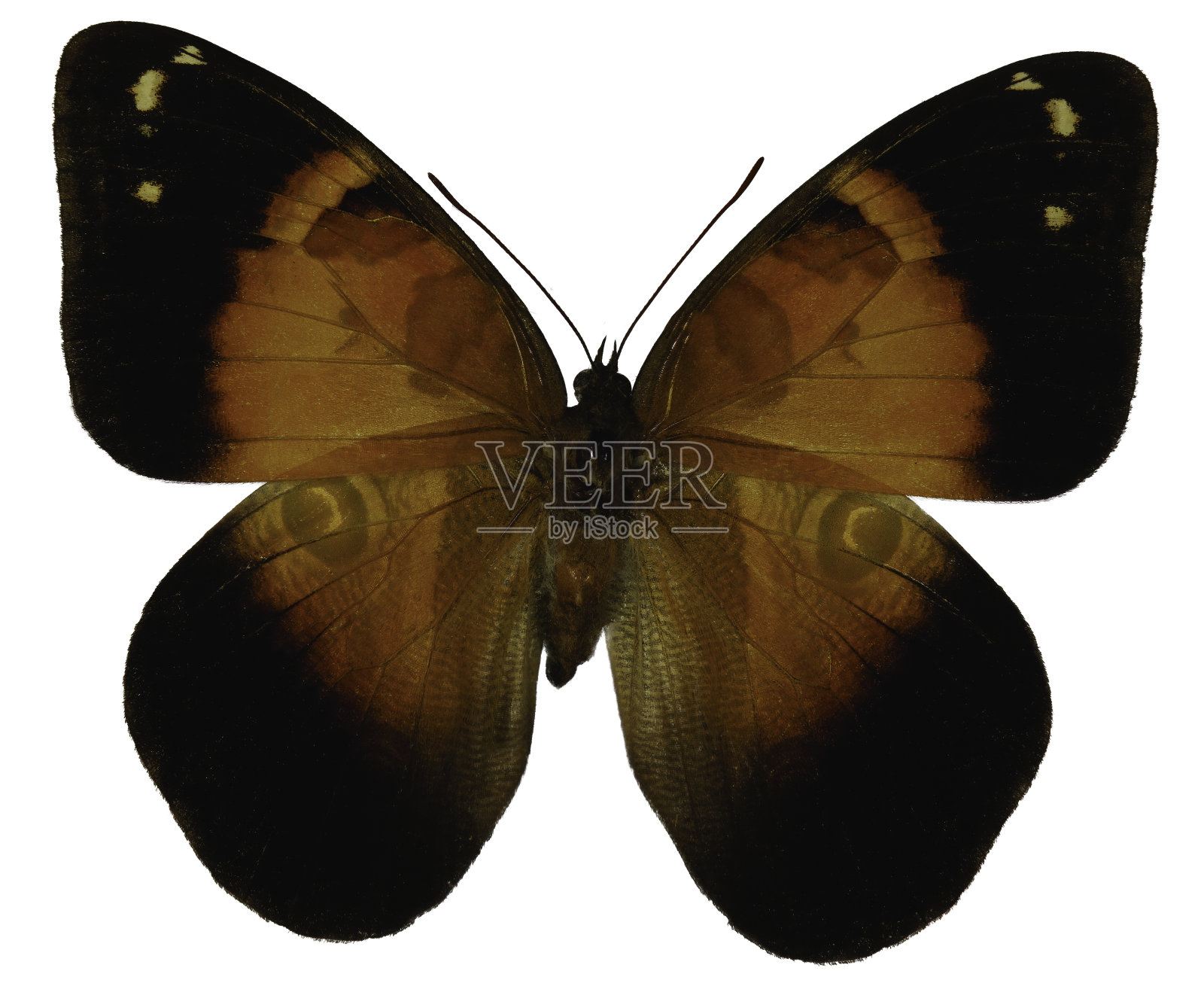 蝴蝶Bonedia照片摄影图片