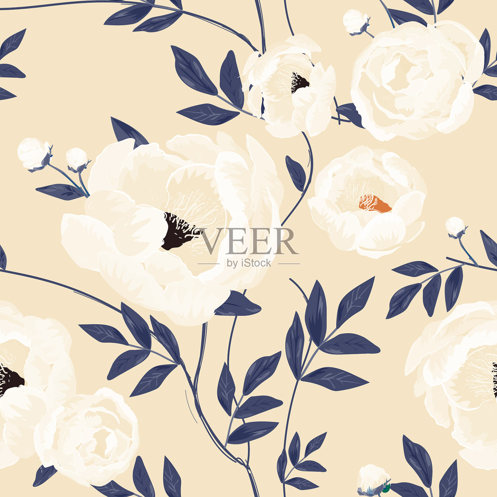 大的米色粉红色花蕾和牡丹花插画图片素材